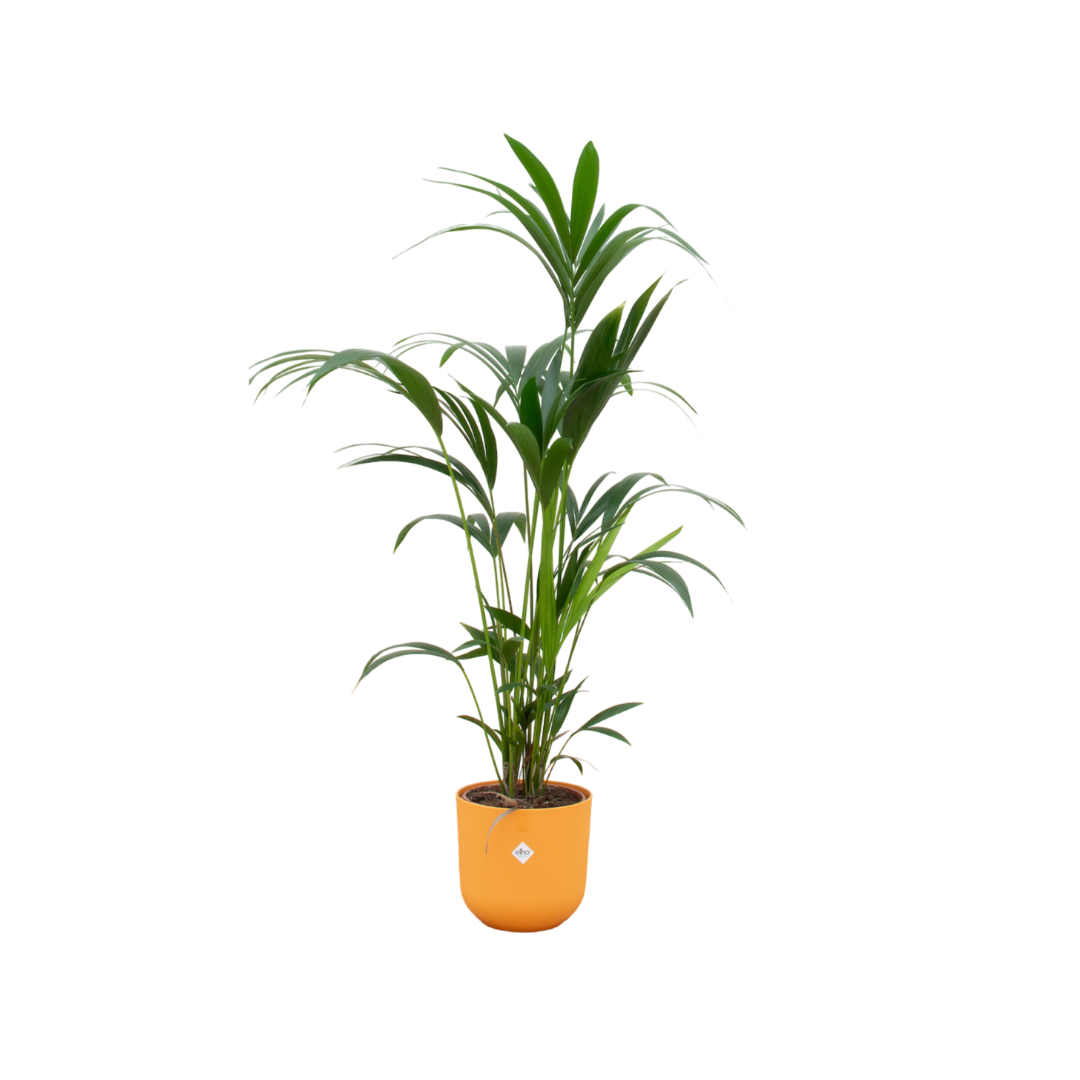 Kentia Palm Inclusief Elho Jazz Round Geel Ø 26 H 160 cm