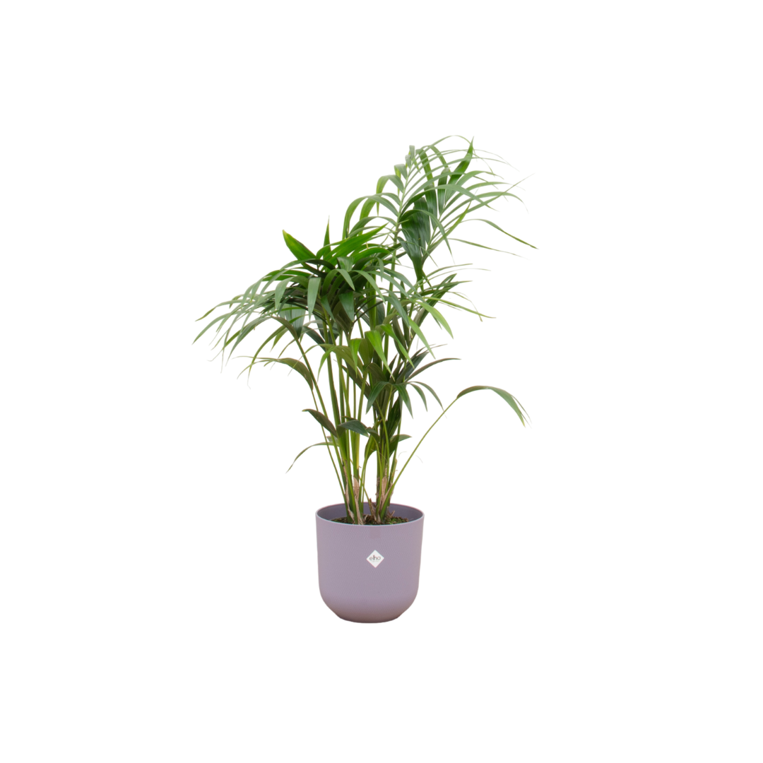 Kentia Palm Inclusief Elho Jazz Round Lila Ø 26 H 130 cm
