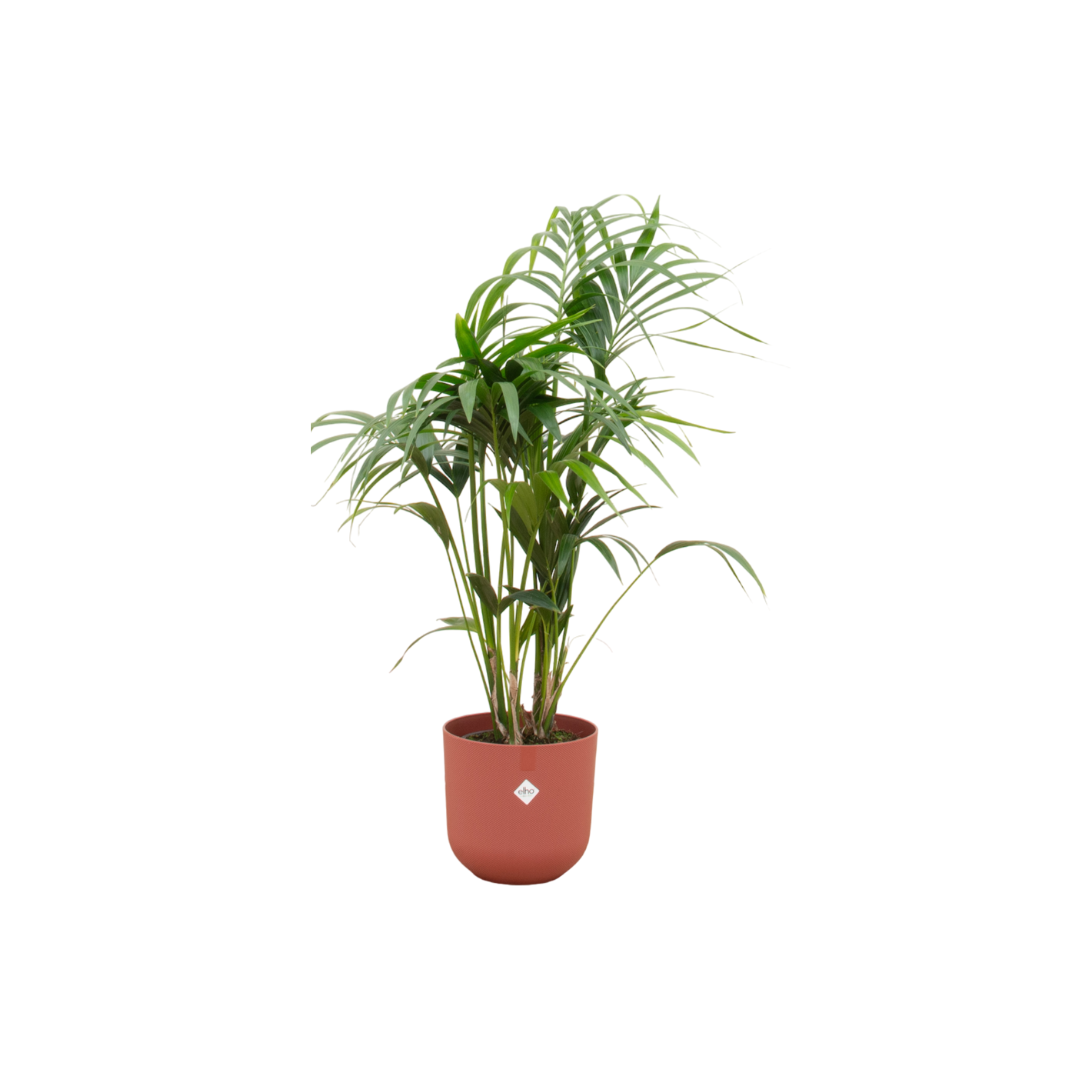 Kentia Palm Inclusief Elho Jazz Round Rood Ø 26 H 130 cm