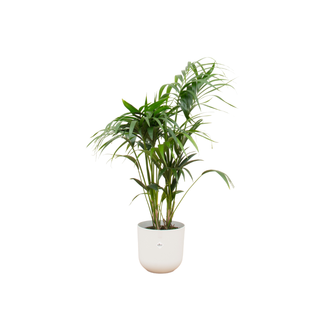 Kentia Palm Inclusief Elho Jazz Round Wit Ø 26 H 130 cm