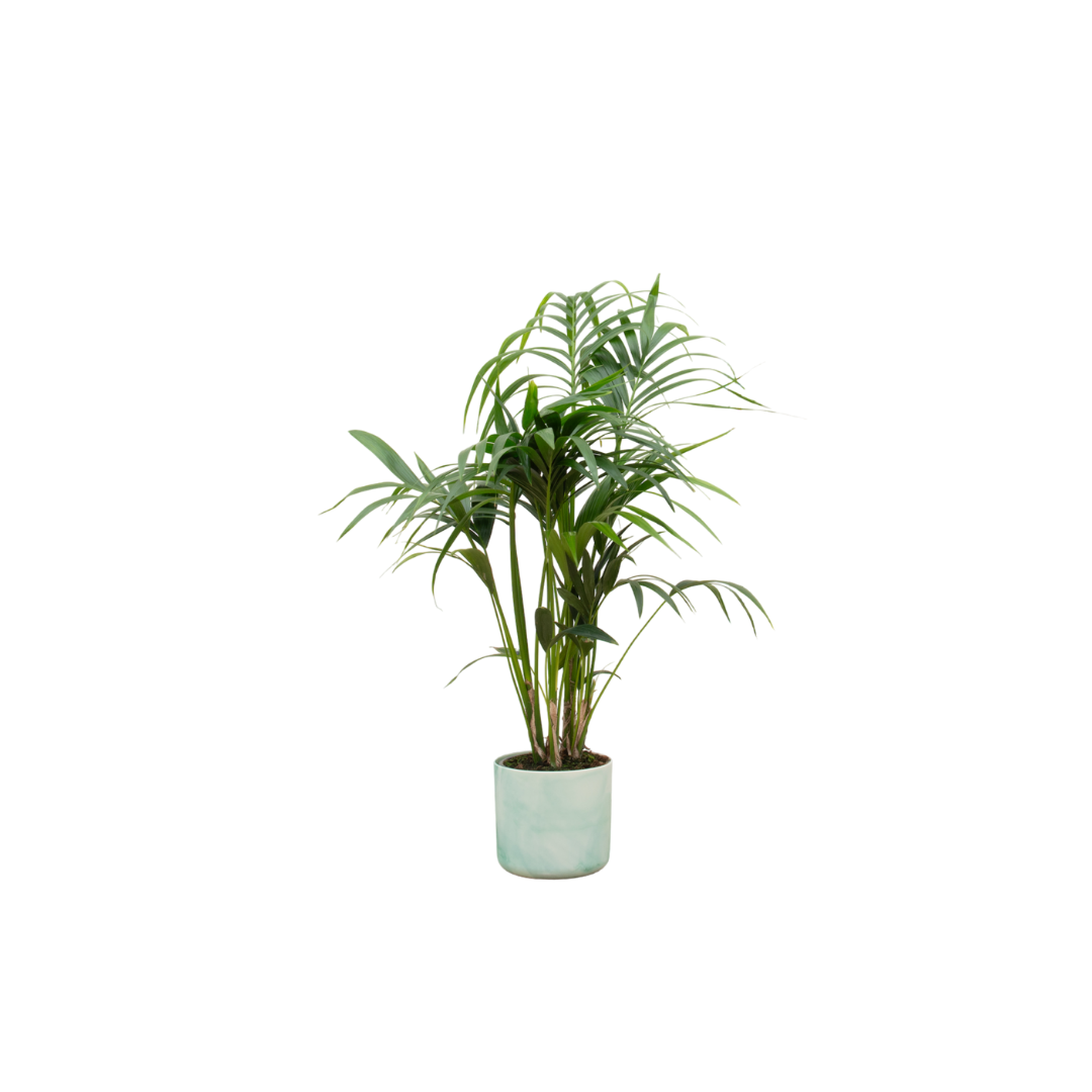 Kentia Palm Inclusief Elho Ocean Round Pacifisch Groen Ø 22 H 130 cm