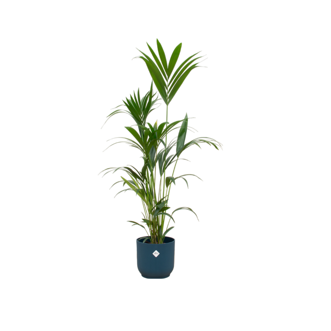Kentia Palm Inclusief Elho Vibes Fold Round Blauw Ø 30 H 160 cm