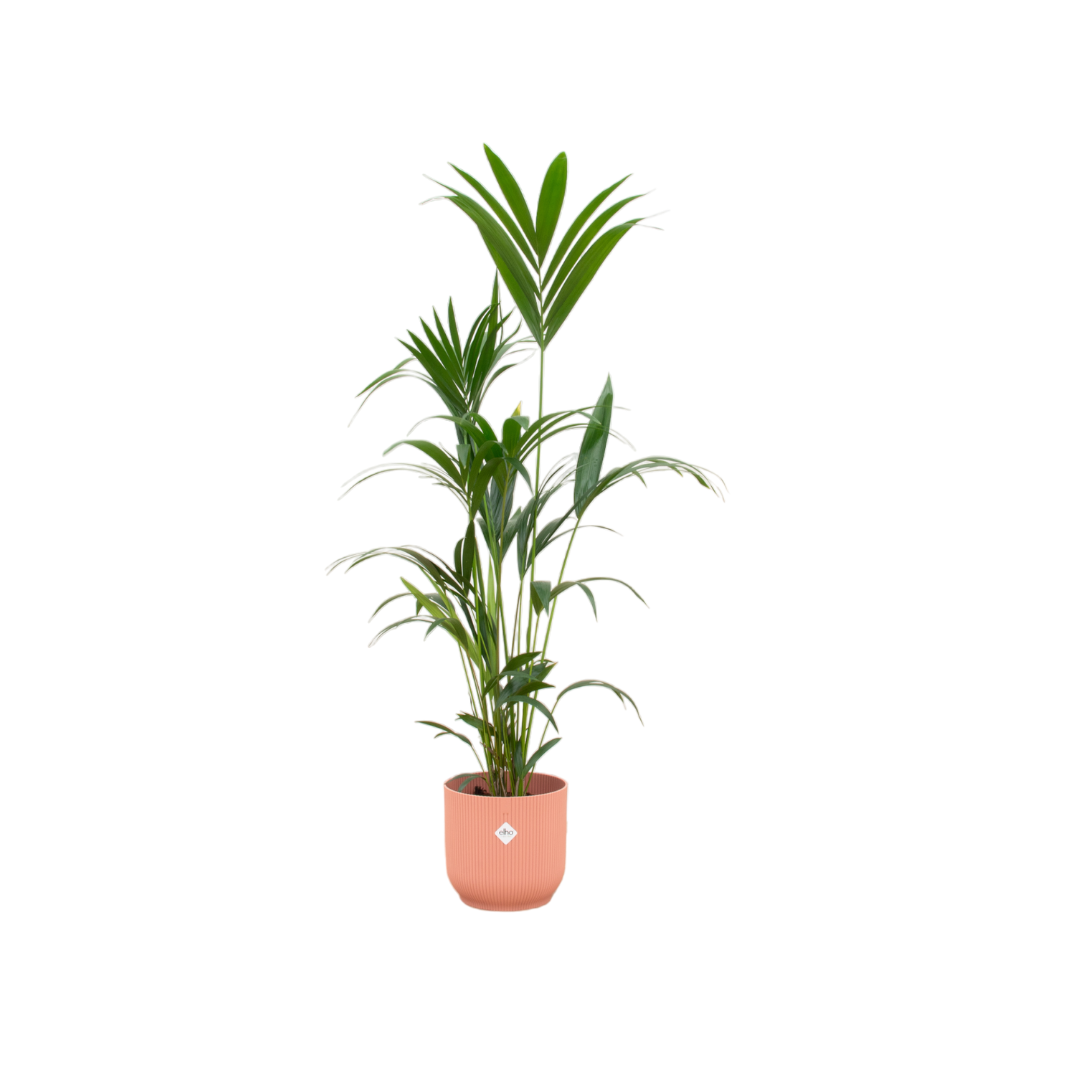 Kentia Palm Inclusief Elho Vibes Fold Round Roze Ø 30 H 160 cm