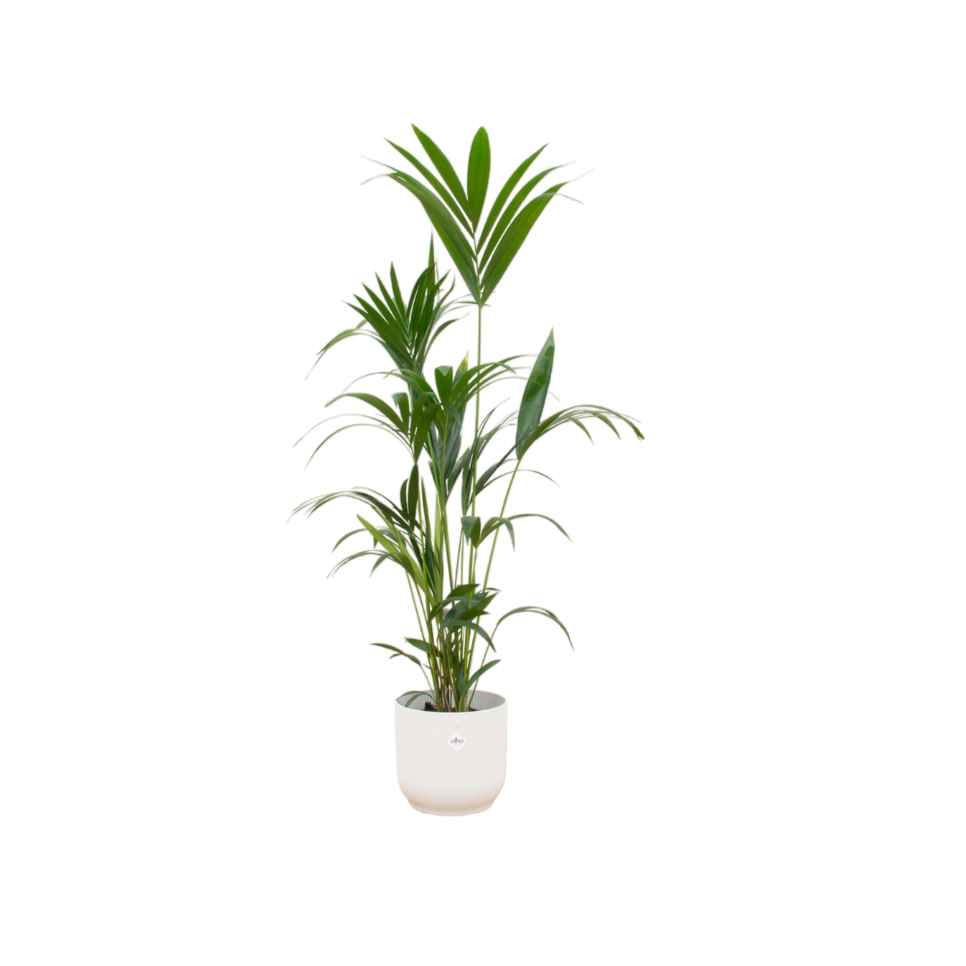 Kentia Palm Inclusief Elho Vibes Fold Round Wit Ø 30 H 160 cm