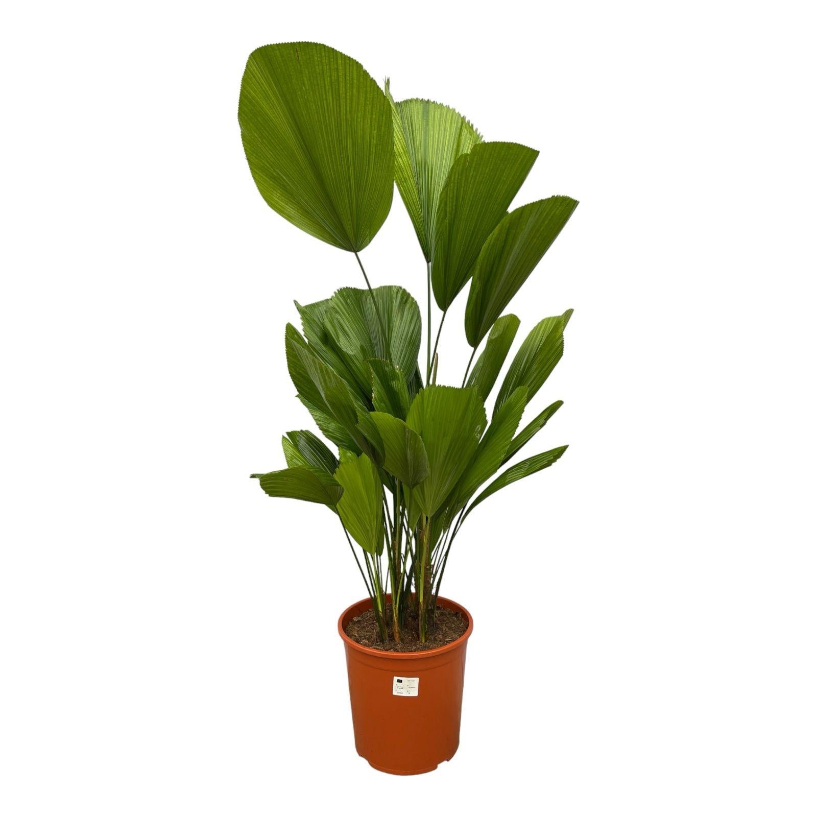 Licuala Grandis Ø 24 H 90 cm