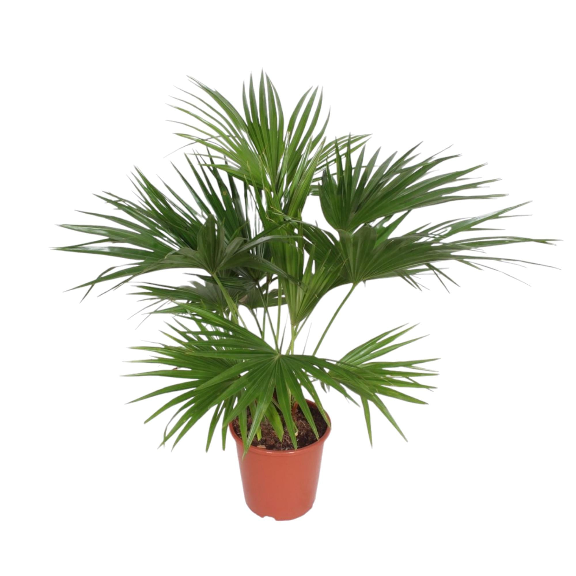 Livistona Chinensis Ø 24 H 150 cm
