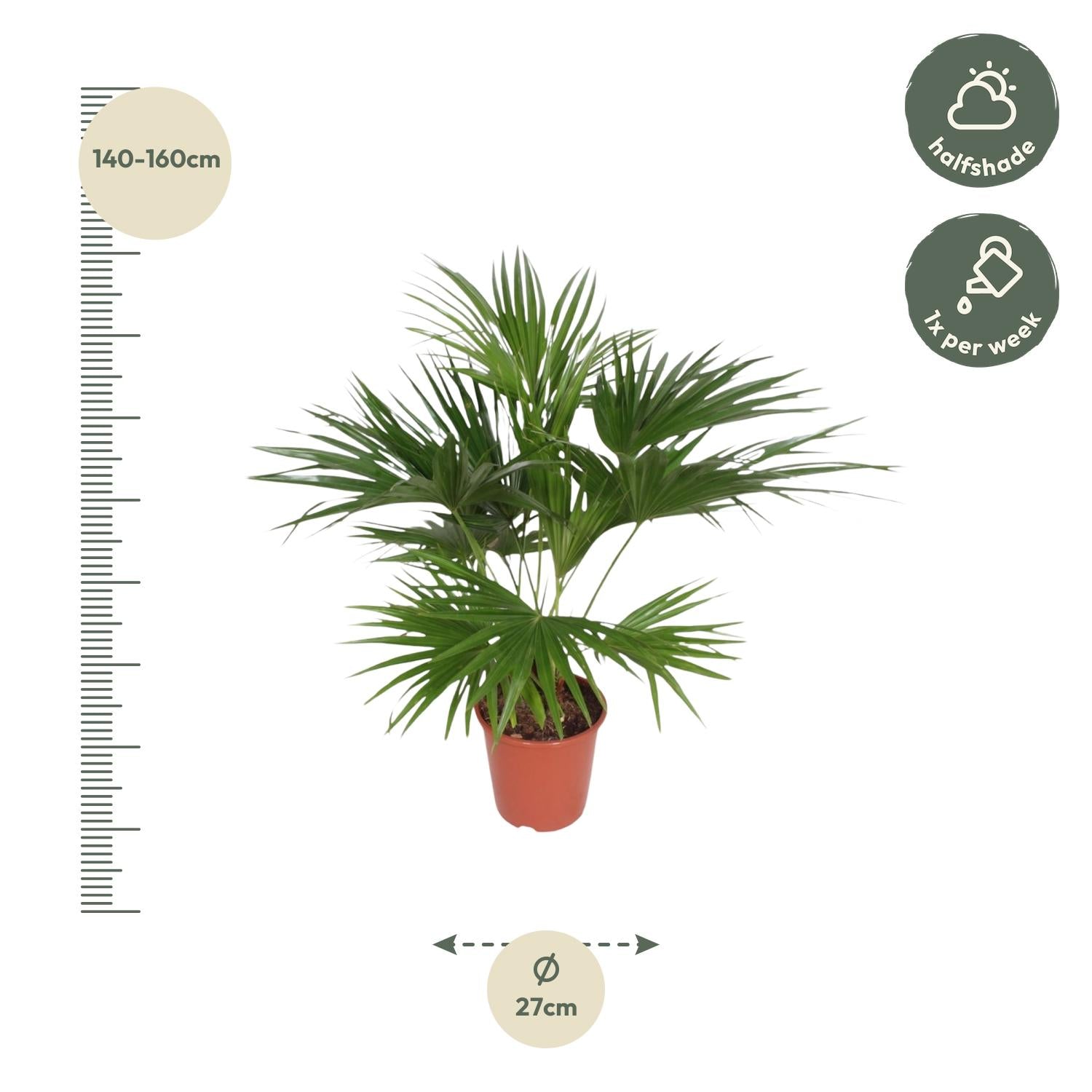 Livistona Chinensis Ø 24 H 150 cm 2