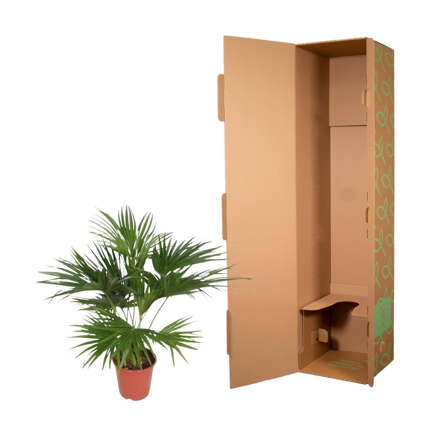 Livistona Chinensis Ø 24 H 150 cm 3