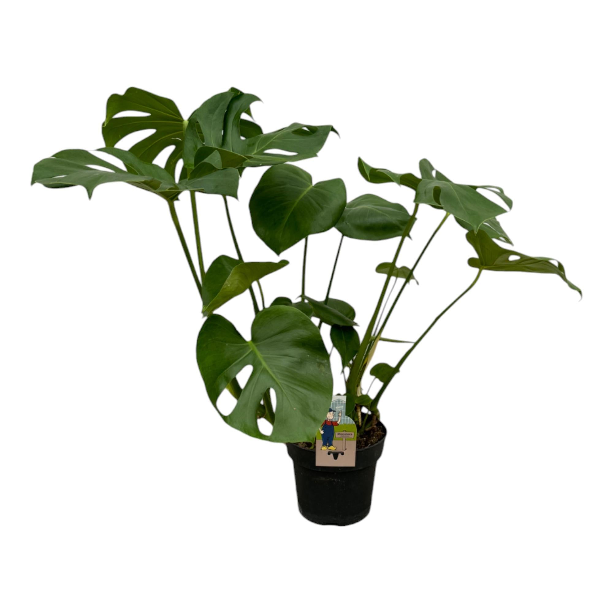 Monstera Deliciosa Ø 17 H 70 cm