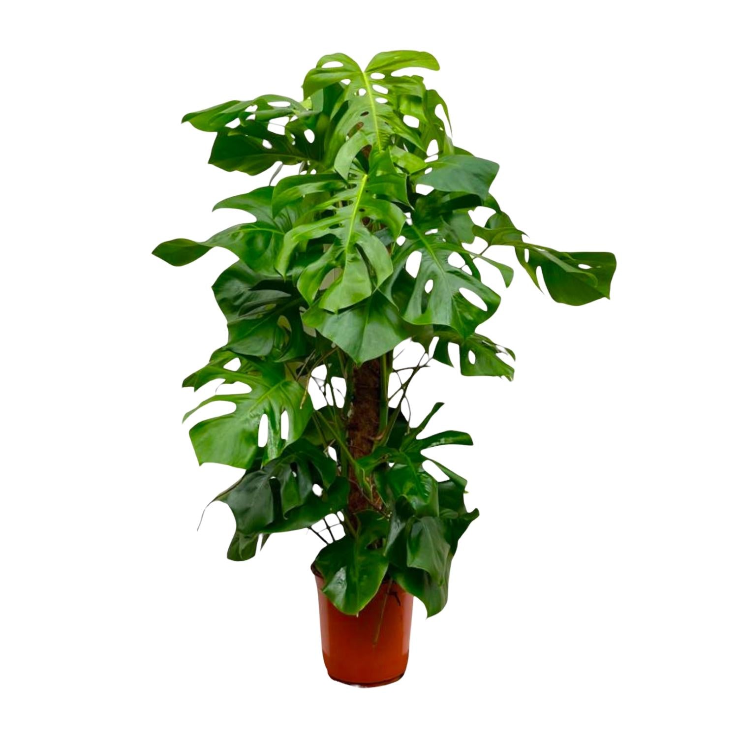 Monstera Deliciosa Ø 27 H 150 cm