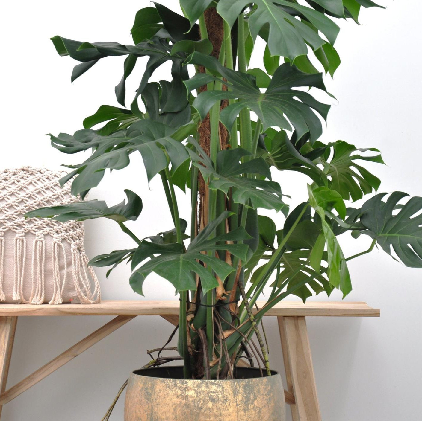 Monstera Deliciosa Ø 27 H 150 cm 2