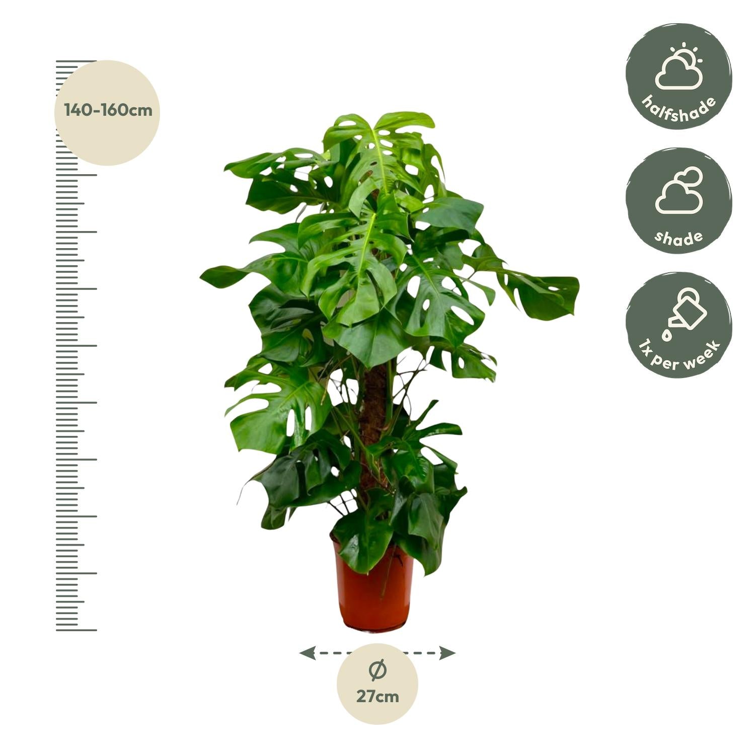 Monstera Deliciosa Ø 27 H 150 cm 3