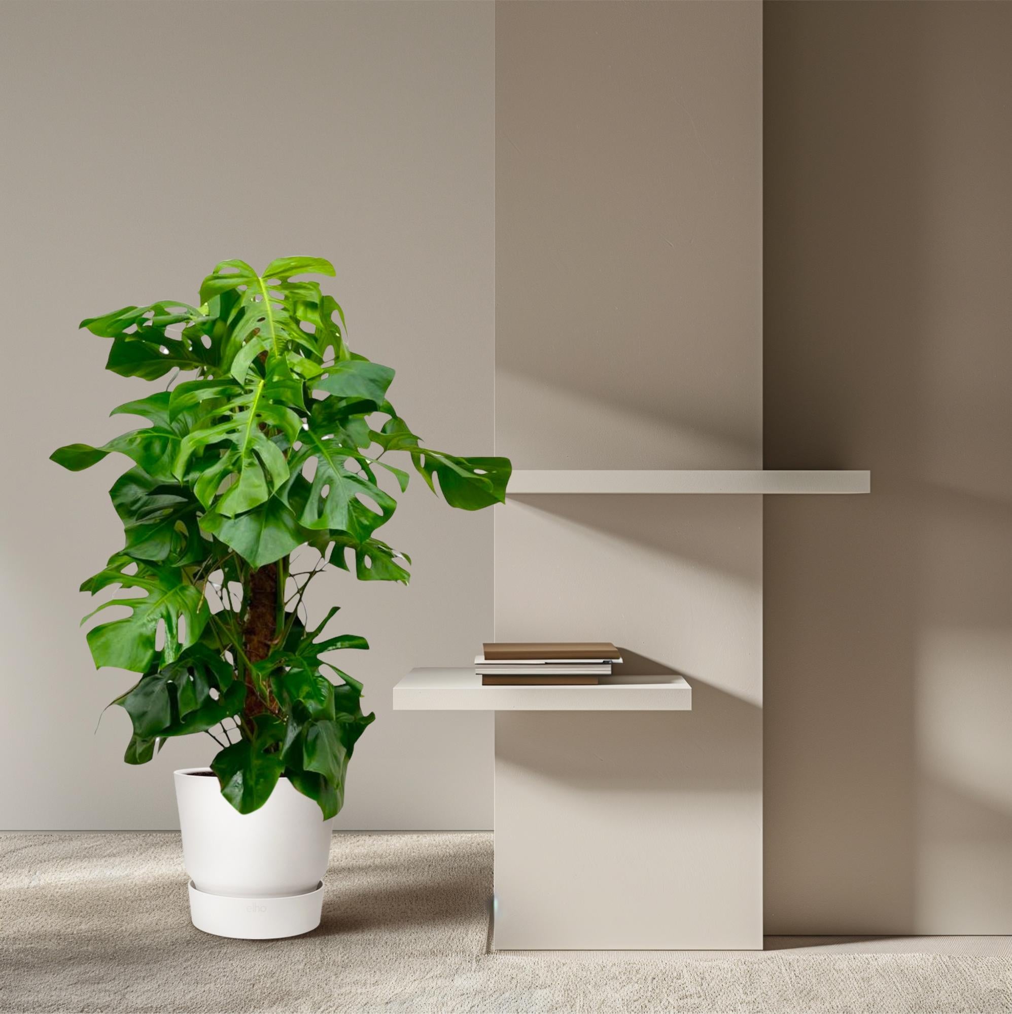 Monstera Deliciosa Ø 27 H 150 cm 5
