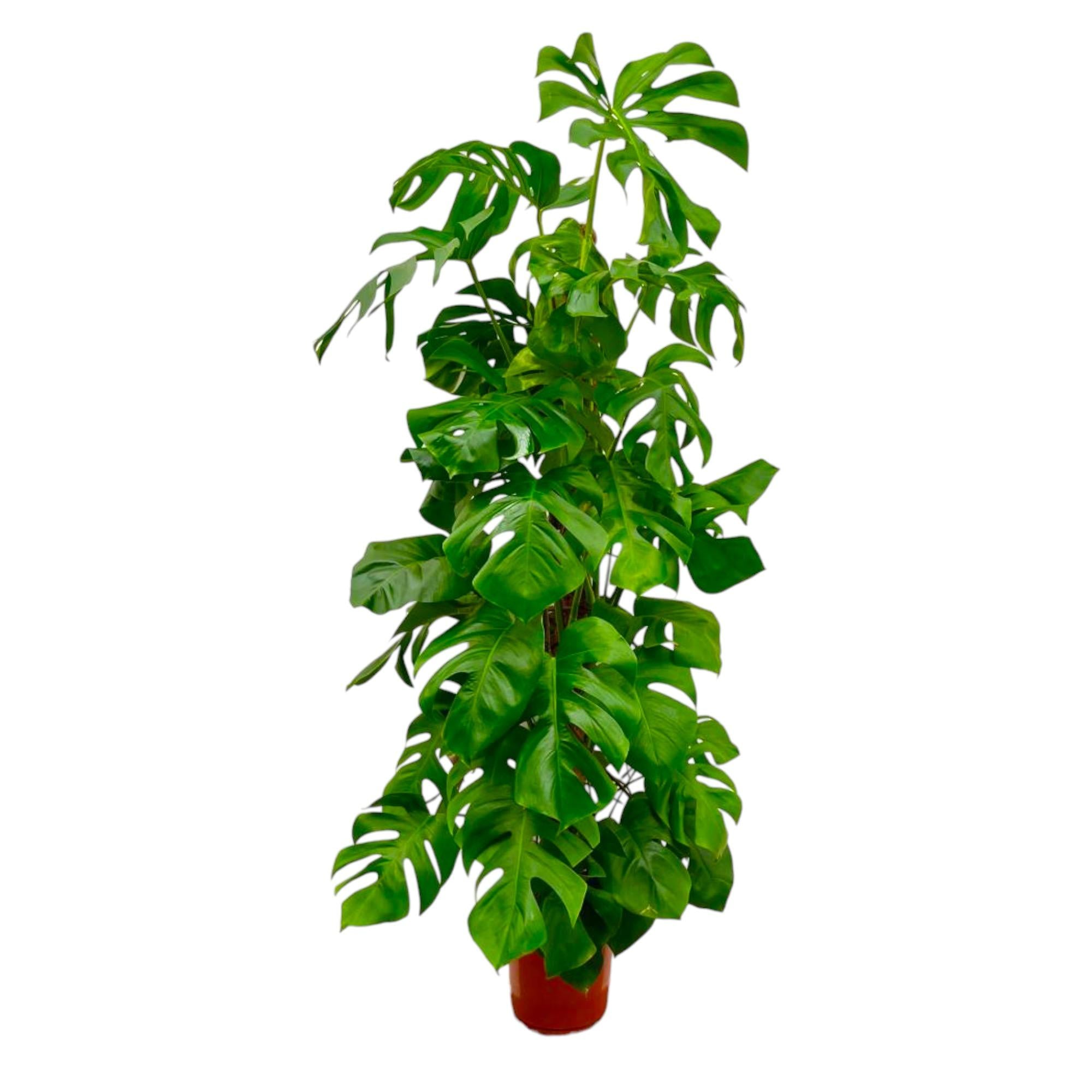 Monstera Deliciosa Ø 27 H 180 cm