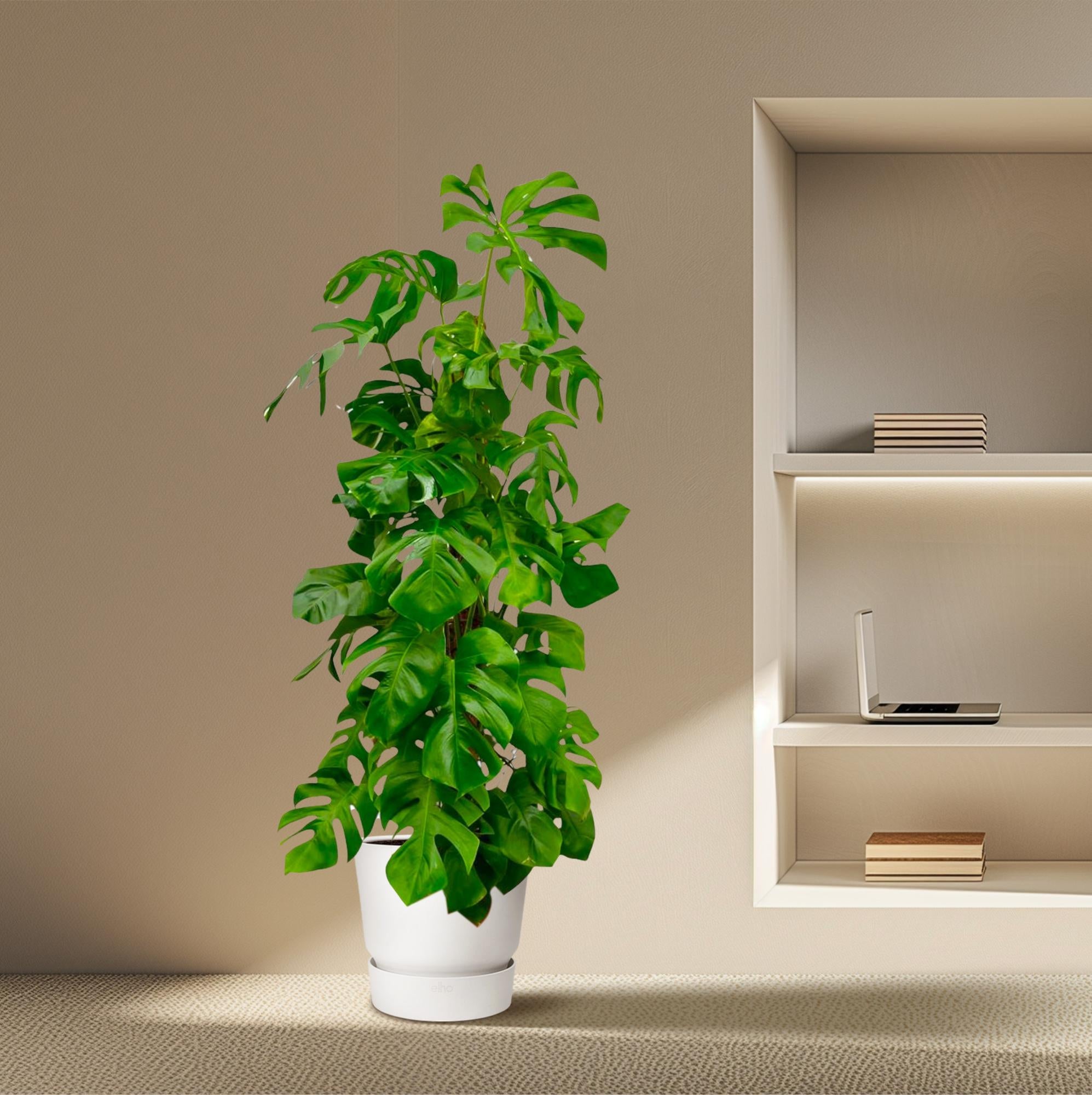 Monstera Deliciosa Ø 27 H 180 cm 4