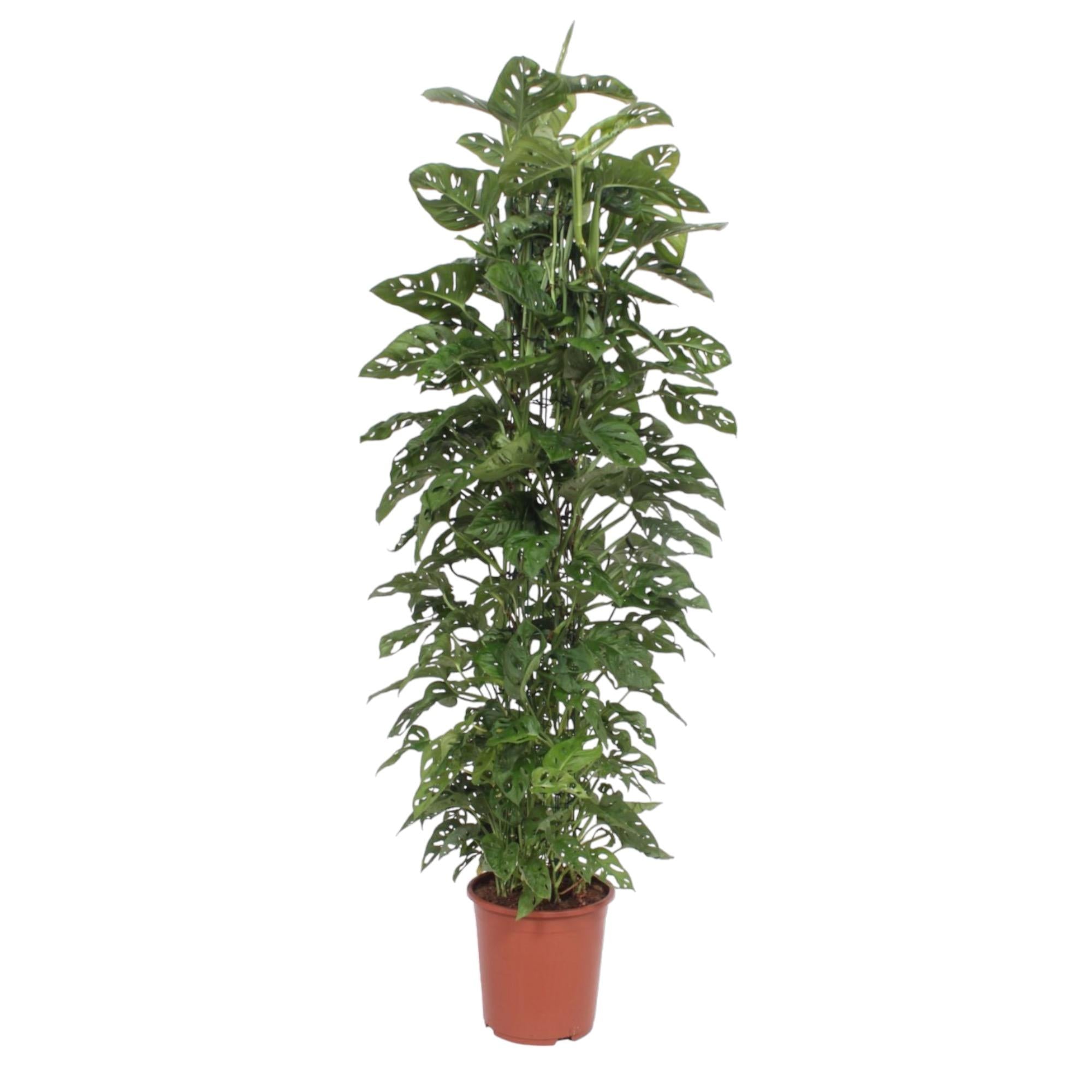 Monstera Monkey Leaf Inclusief Gaasrek Ø 27 H 180 cm