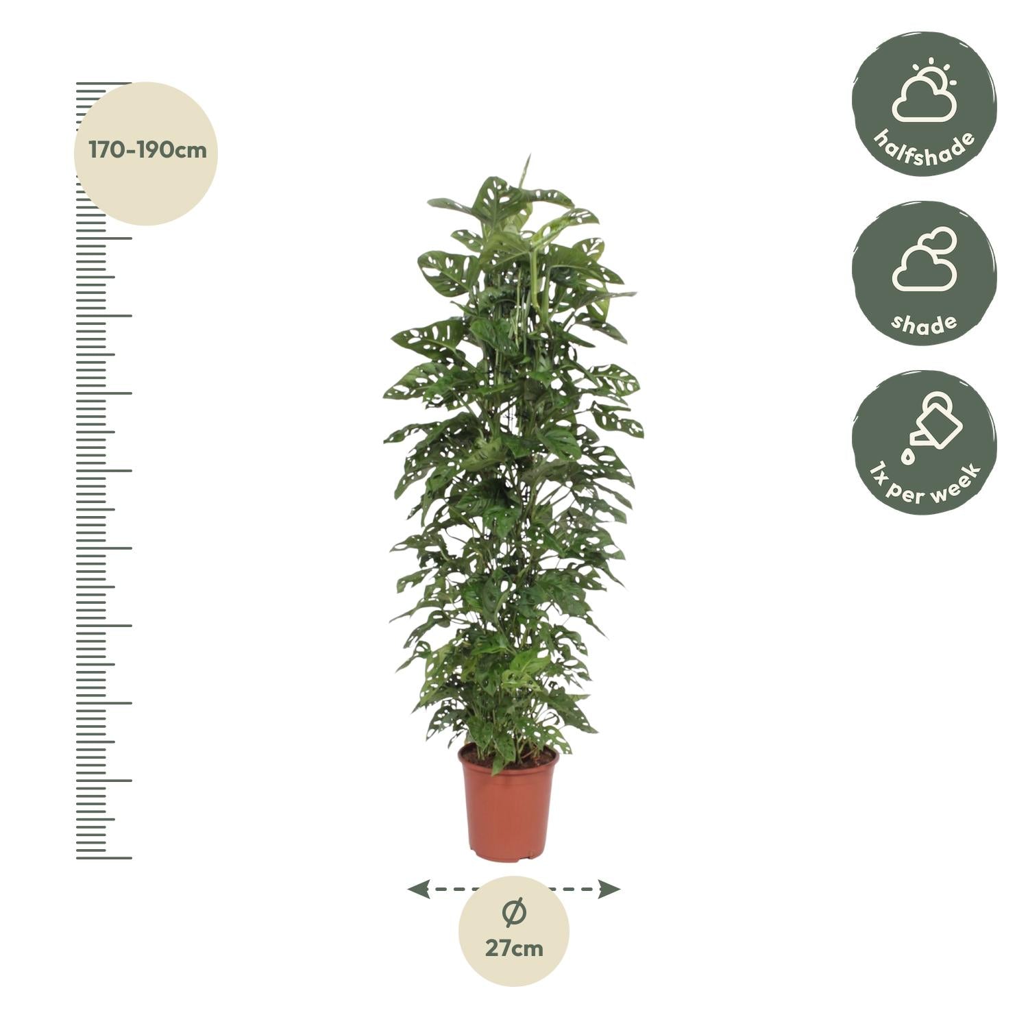 Monstera Monkey Leaf Inclusief Gaasrek Ø 27 H 180 cm 2