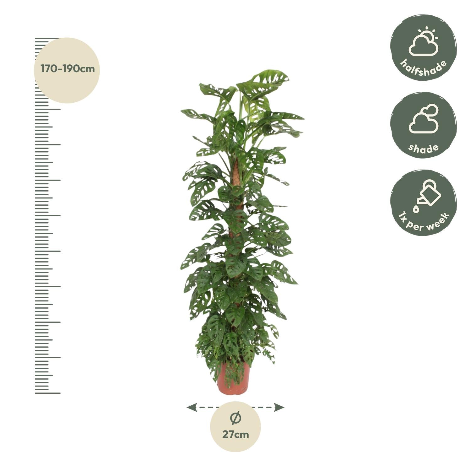 Monstera Monkey Leaf Inclusief Mosstok Ø 27 H 170 cm 2