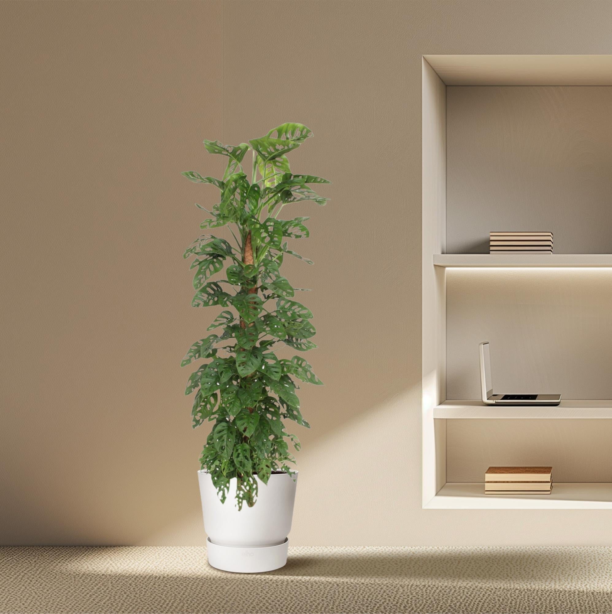 Monstera Monkey Leaf Inclusief Mosstok Ø 27 H 170 cm 4