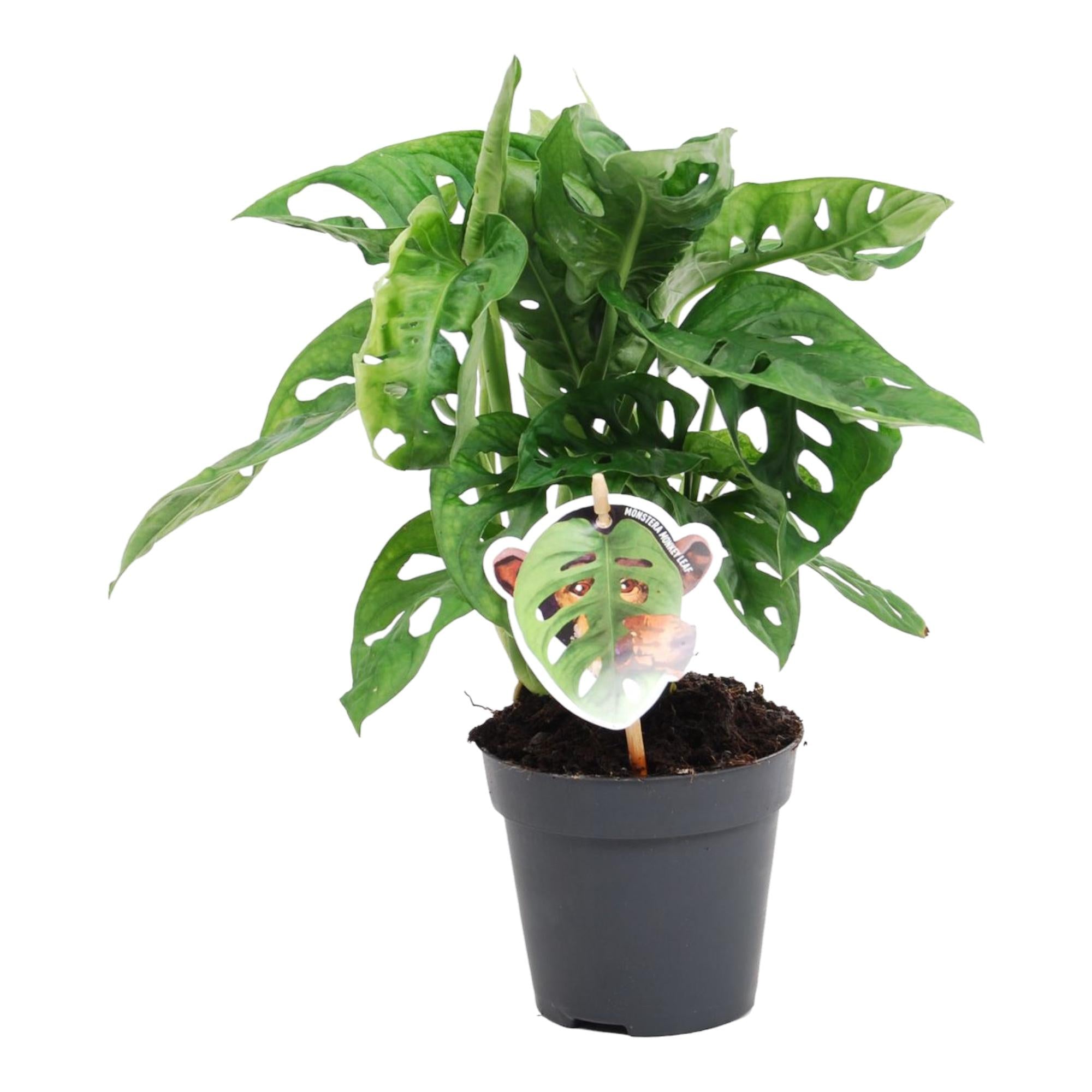 Monstera Obliqua Monkey Leaf Ø 12 H 25 cm