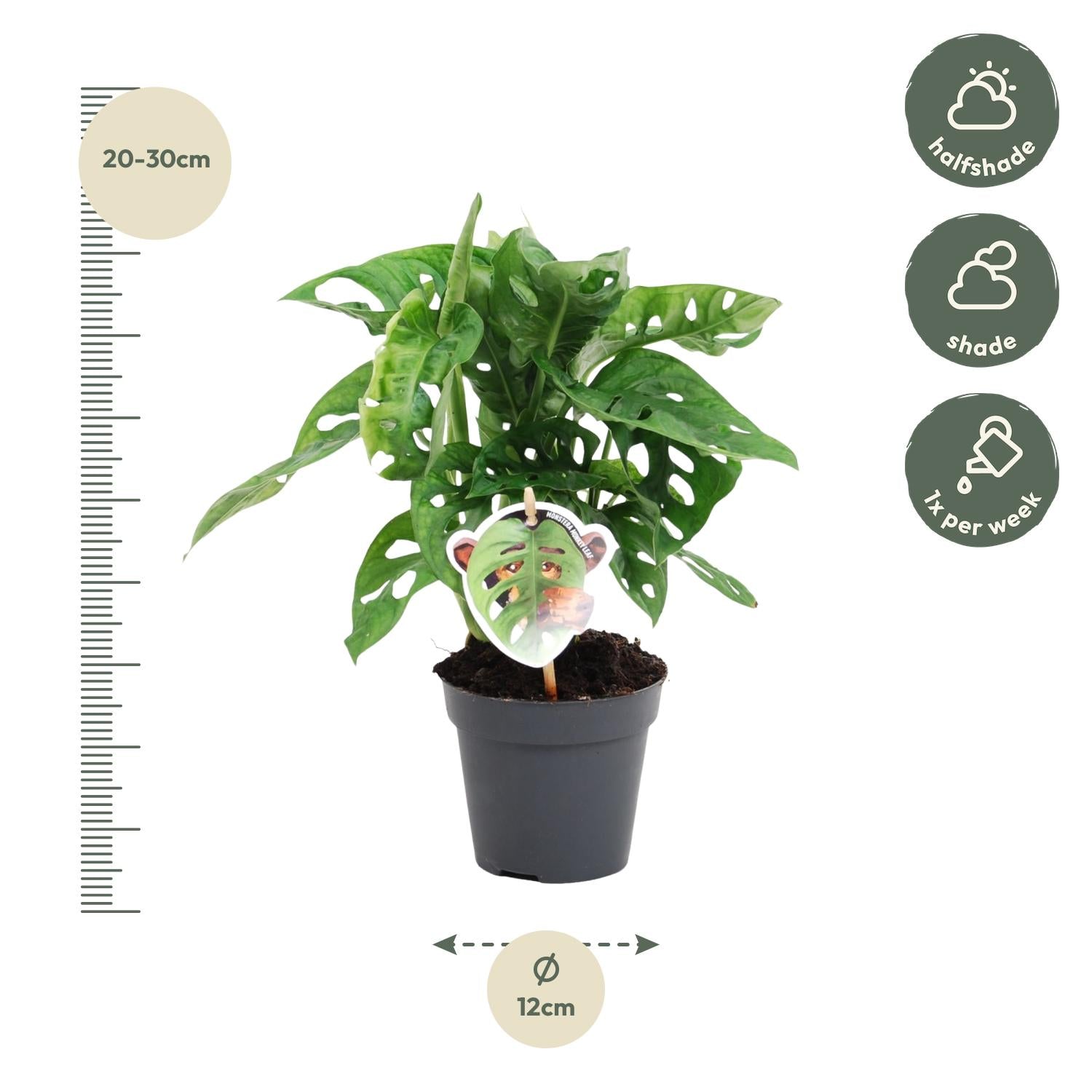 Monstera Obliqua Monkey Leaf Ø 12 H 25 cm 2