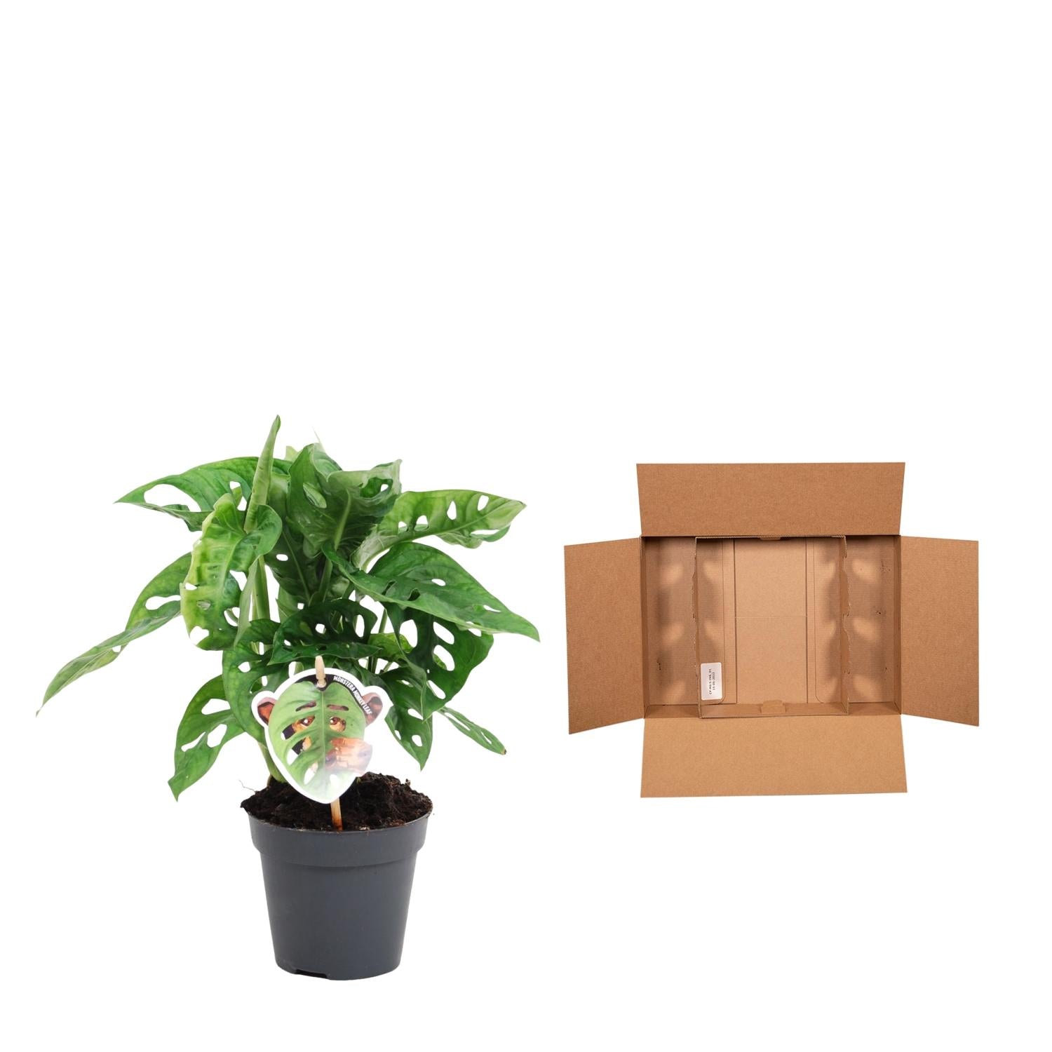Monstera Obliqua Monkey Leaf Ø 12 H 25 cm 3