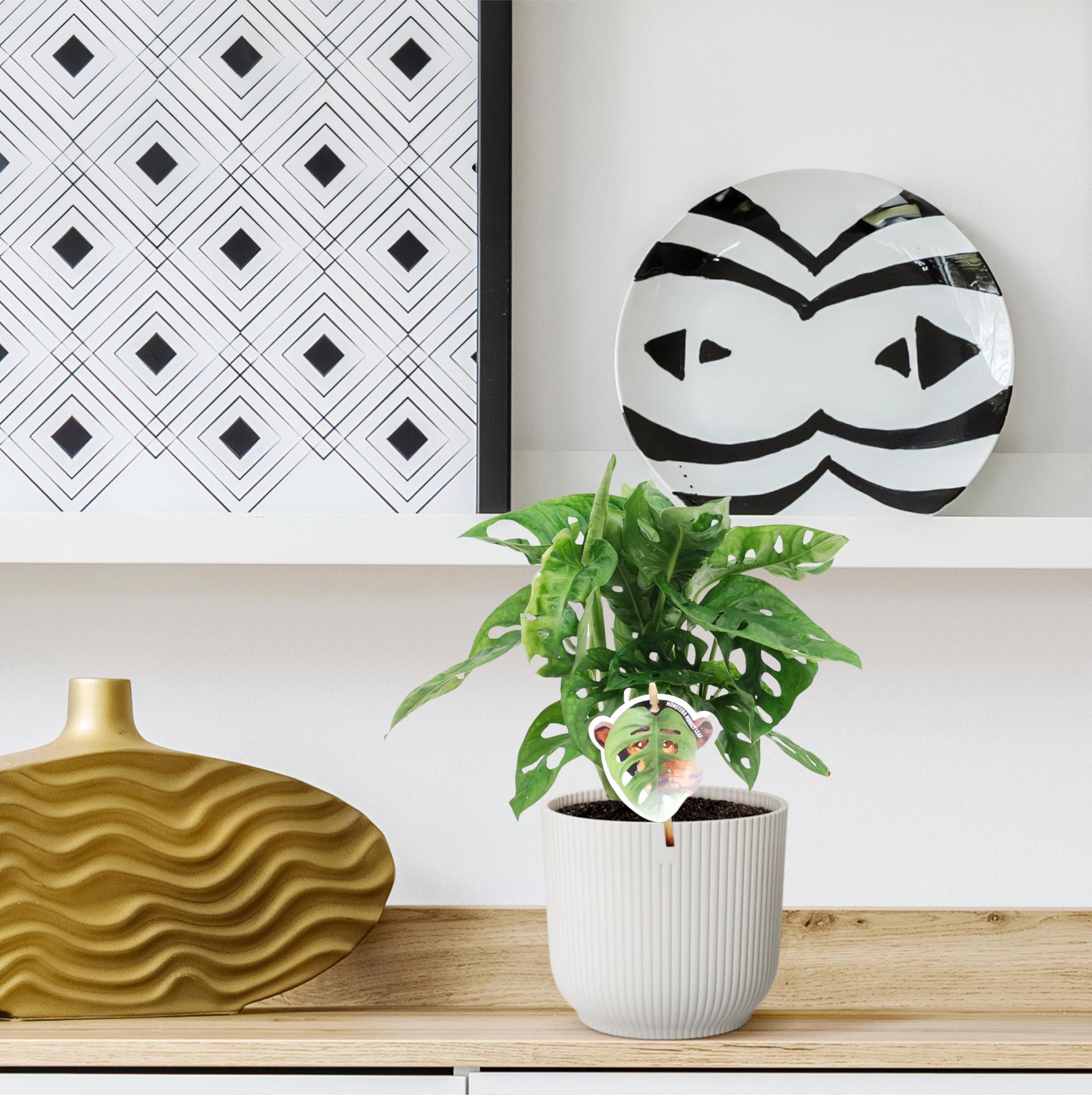 Monstera Obliqua Monkey Leaf Ø 12 H 25 cm 4