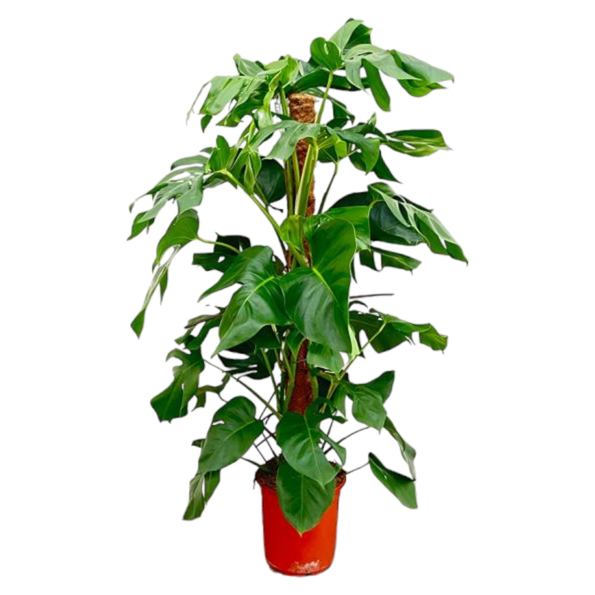 Monstera Pertusum Ø 24 H 130 cm