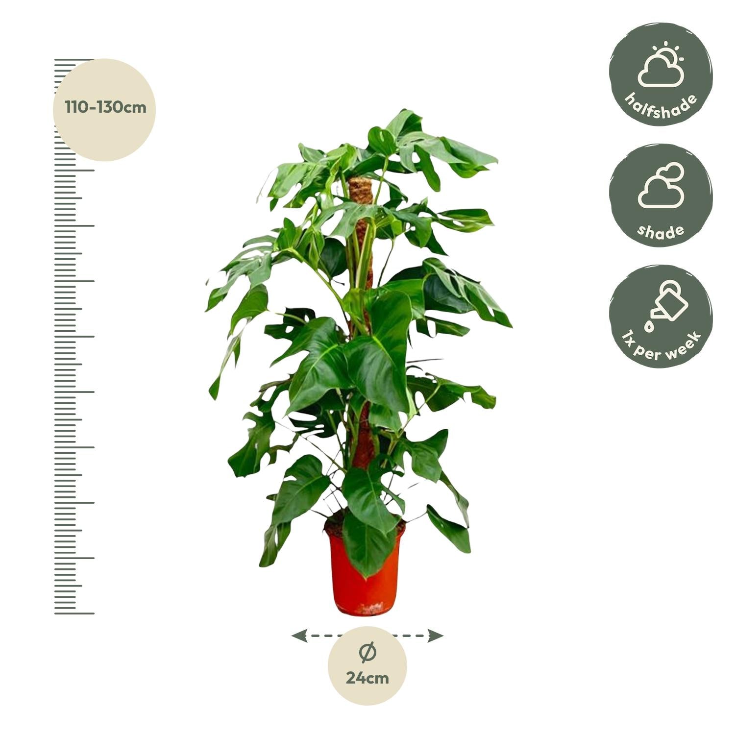 Monstera Pertusum Ø 24 H 130 cm 2