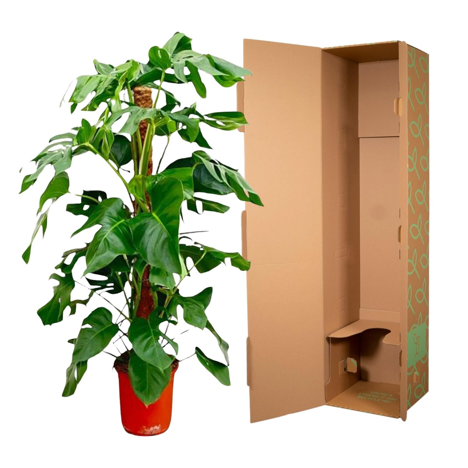 Monstera Pertusum Ø 24 H 130 cm 3