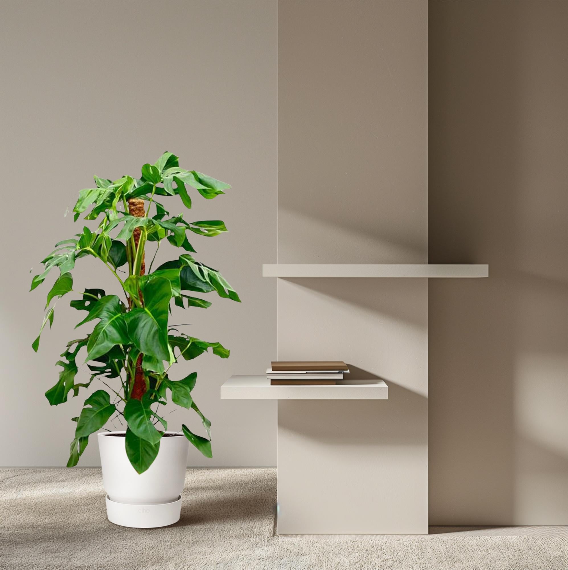 Monstera Pertusum Ø 24 H 130 cm 4