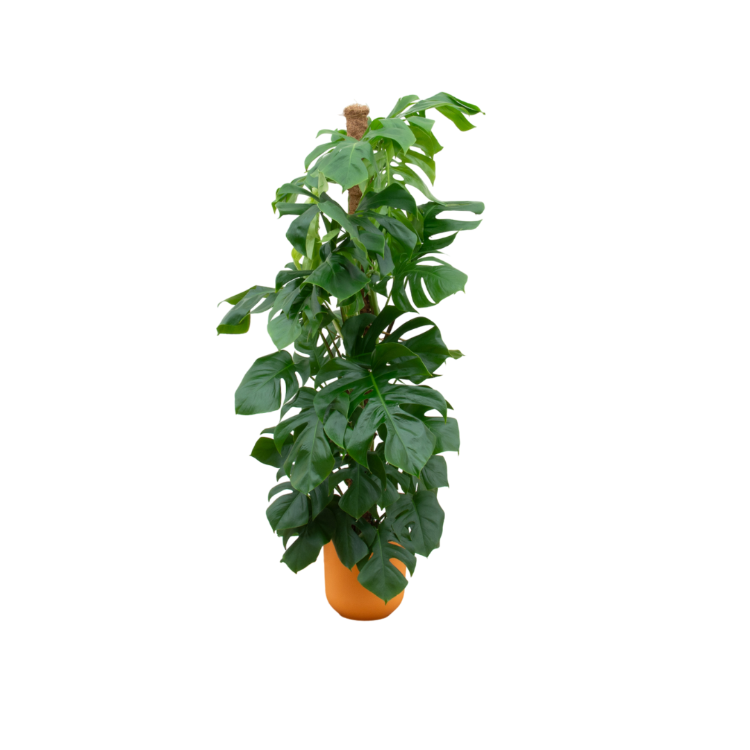 Monstera Pertusum Inclusief Elho Jazz Round Geel Ø 26 H 150 cm