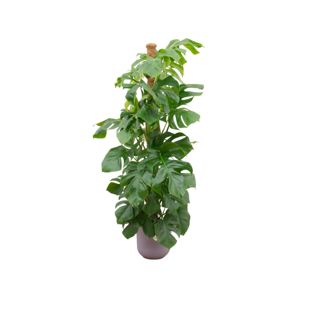 Monstera Pertusum Inclusief Elho Jazz Round Lila Ø 26 H 150 cm