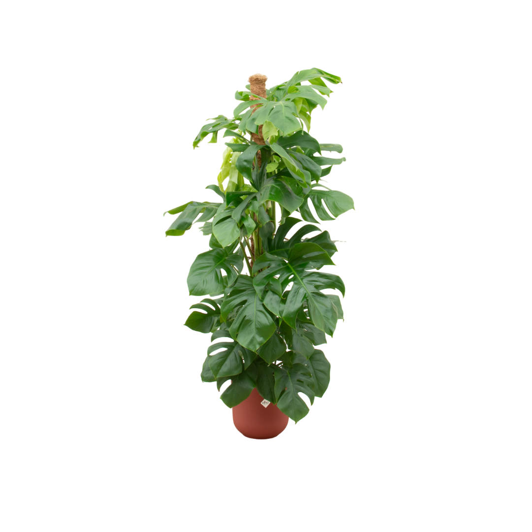 Monstera Pertusum Inclusief Elho Jazz Round Rood Ø 26 H 150 cm