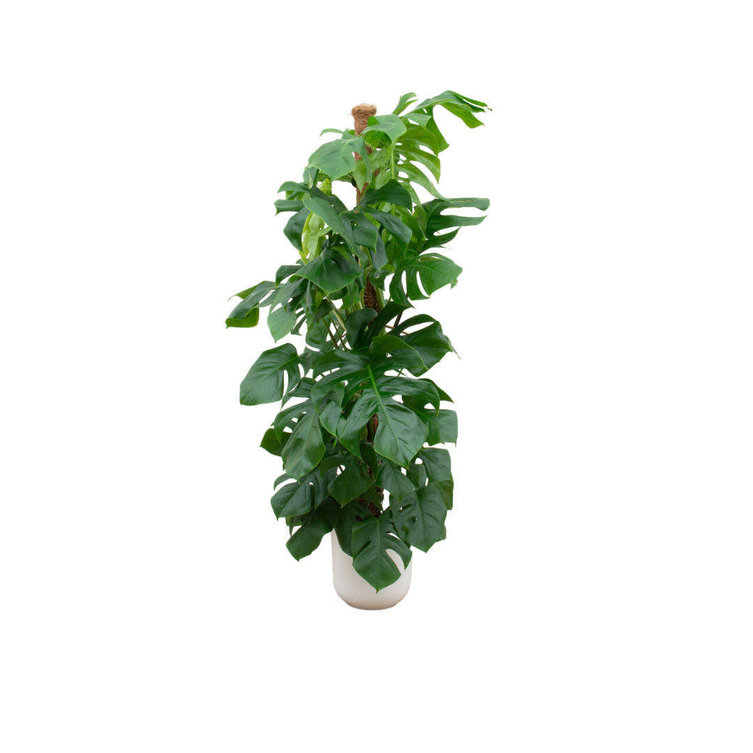 Monstera Pertusum Inclusief Elho Jazz Round Wit Ø 26 H 150 cm
