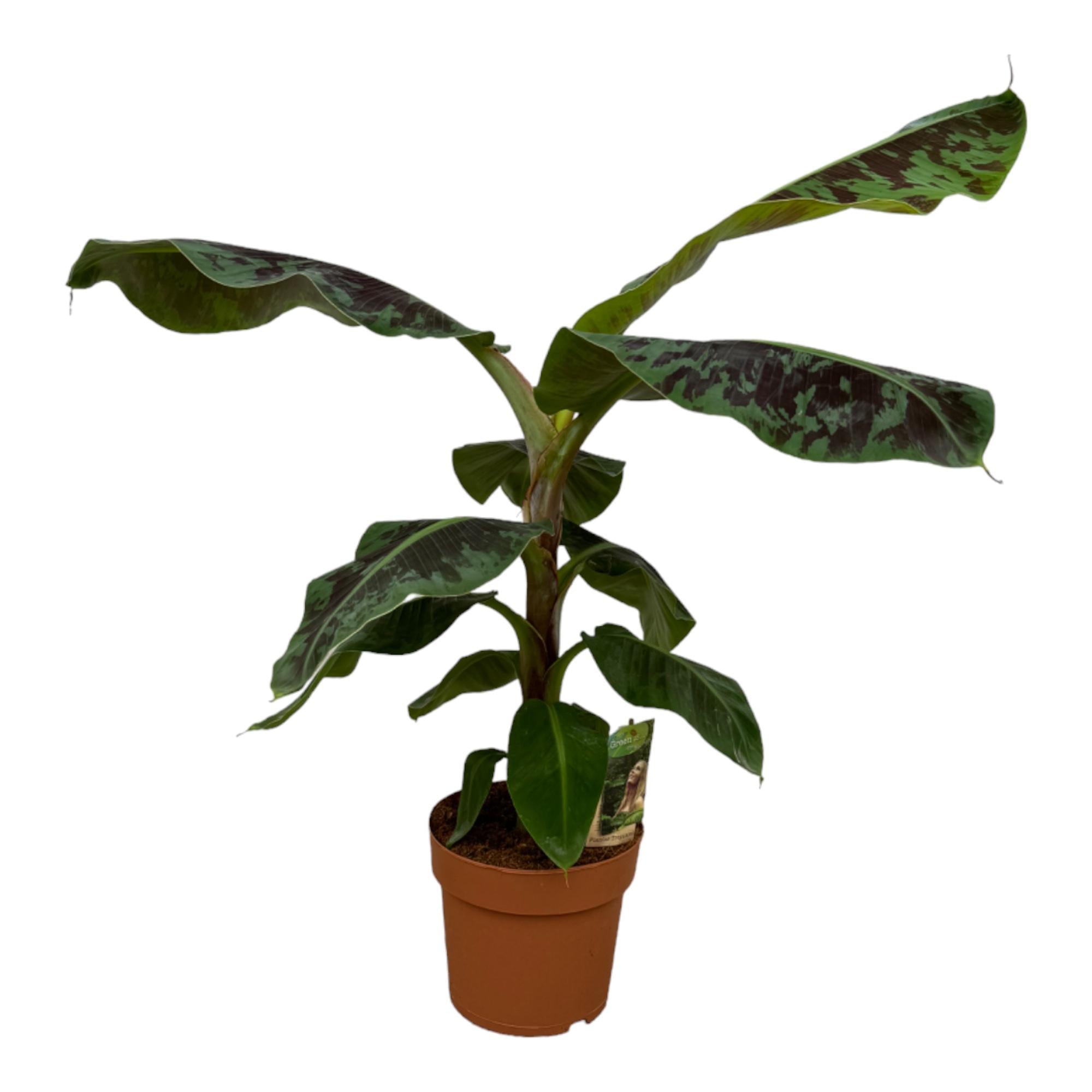 Musa Ø 19 H 80 cm
