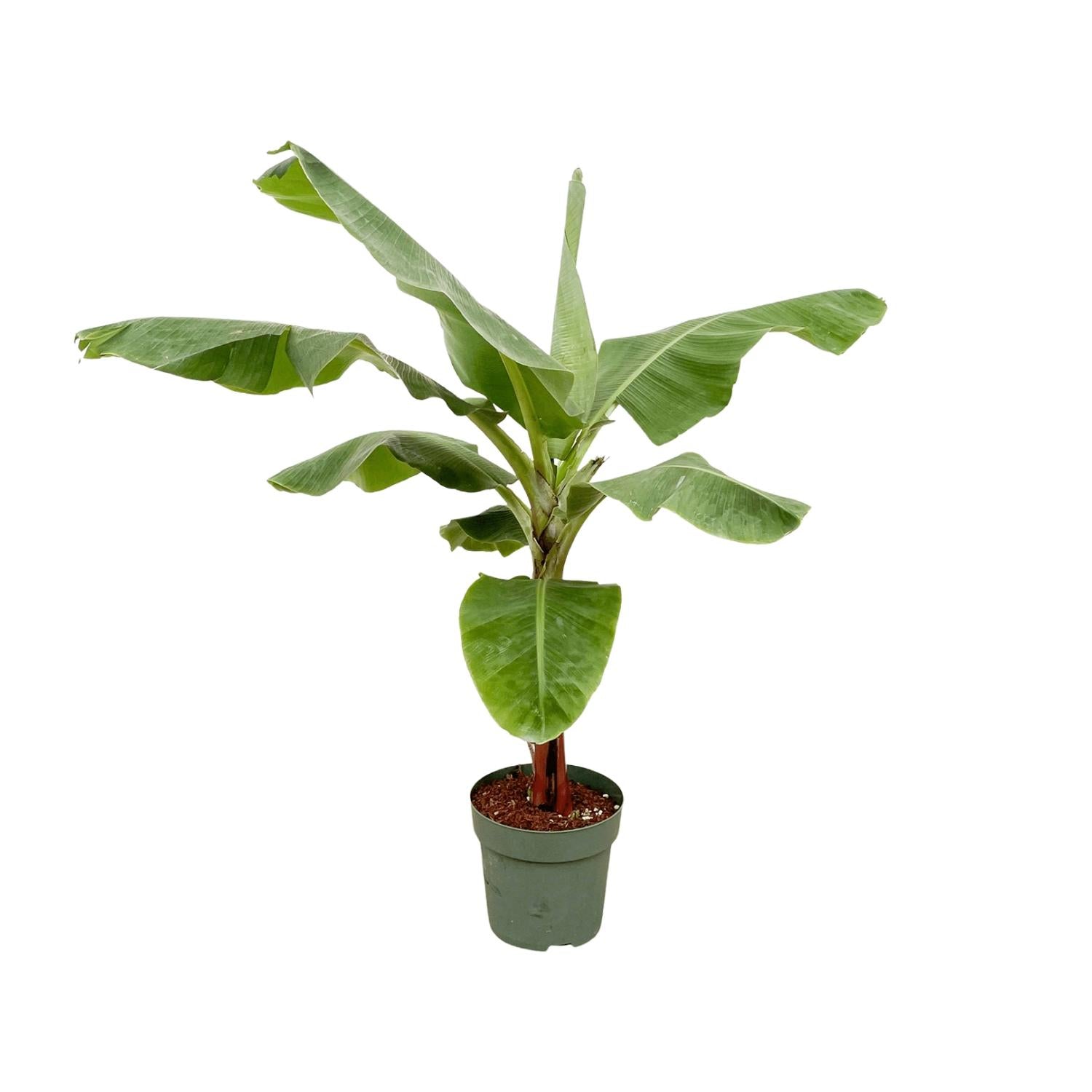 Musa (Bananenplant) Ø 30 H 170 cm
