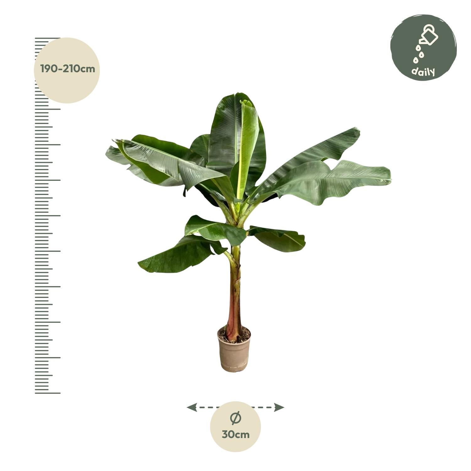 Musa (Bananenplant) Ø 30 H 200 cm 2