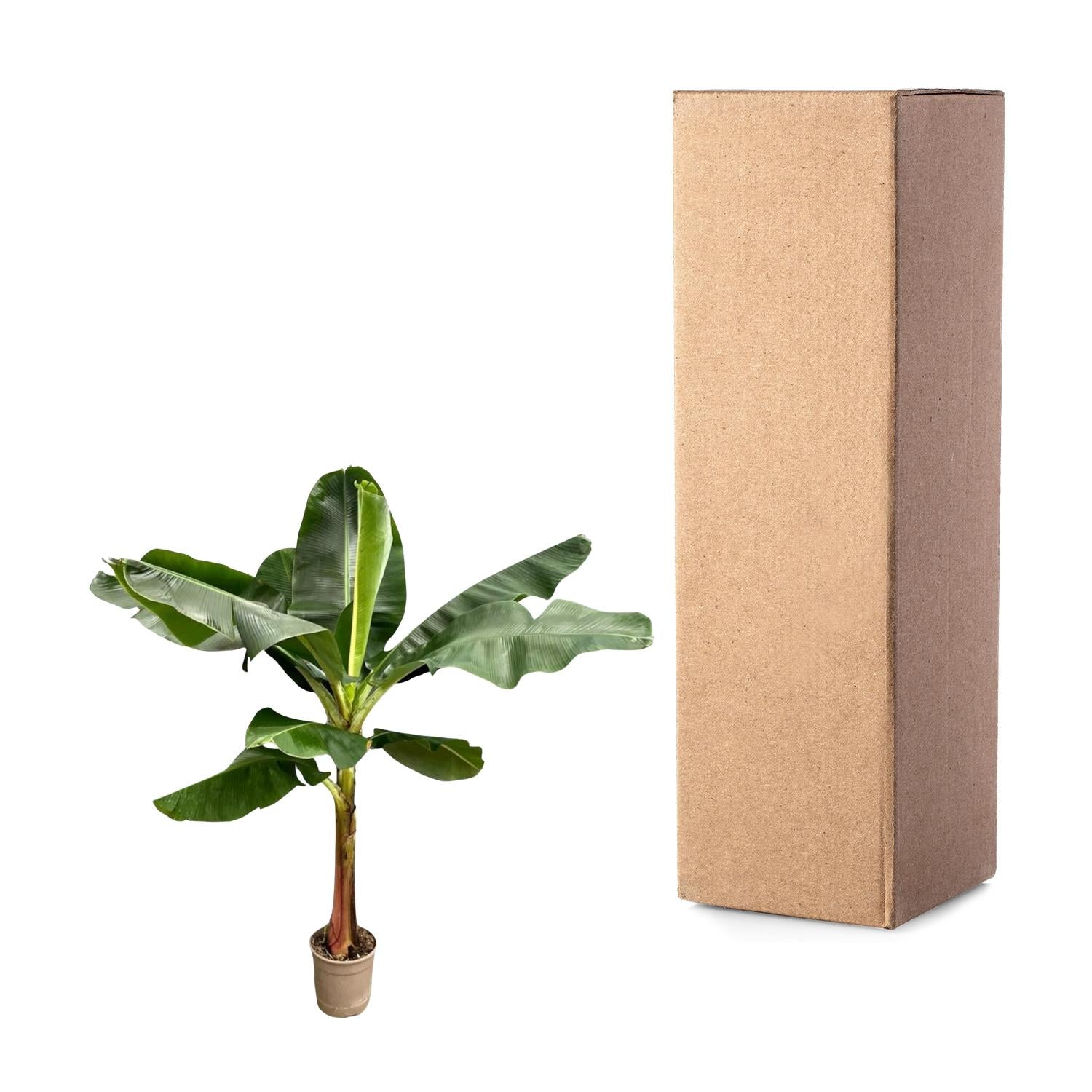 Musa (Bananenplant) Ø 30 H 200 cm 3