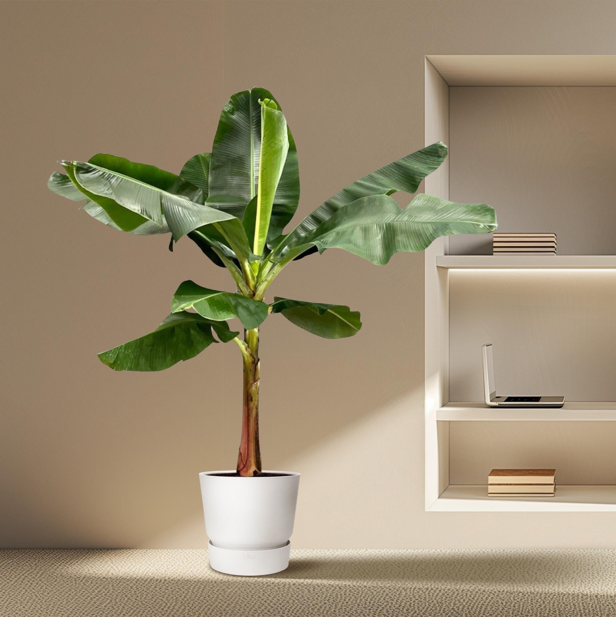 Musa (Bananenplant) Ø 30 H 200 cm 4