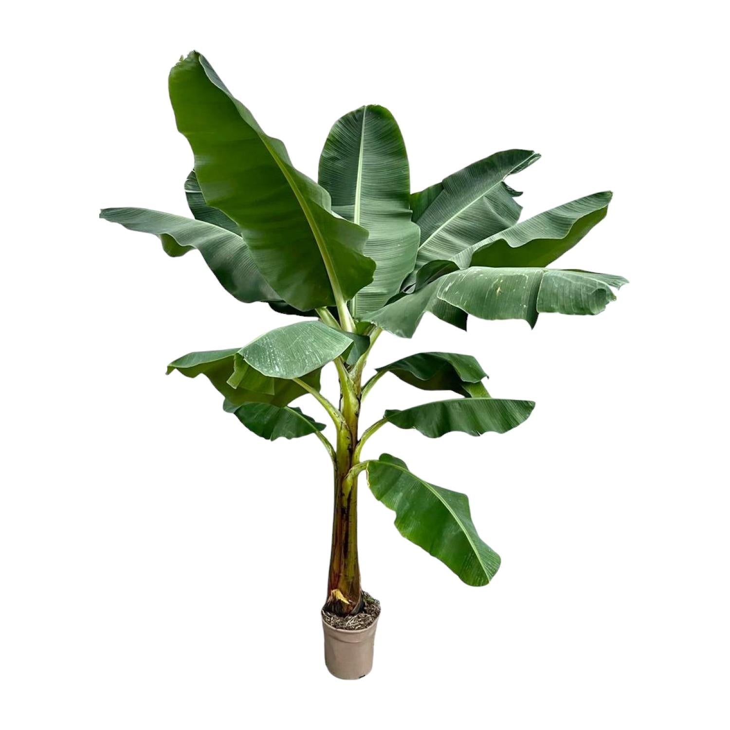 Musa (Bananenplant) Ø 30 H 250 cm