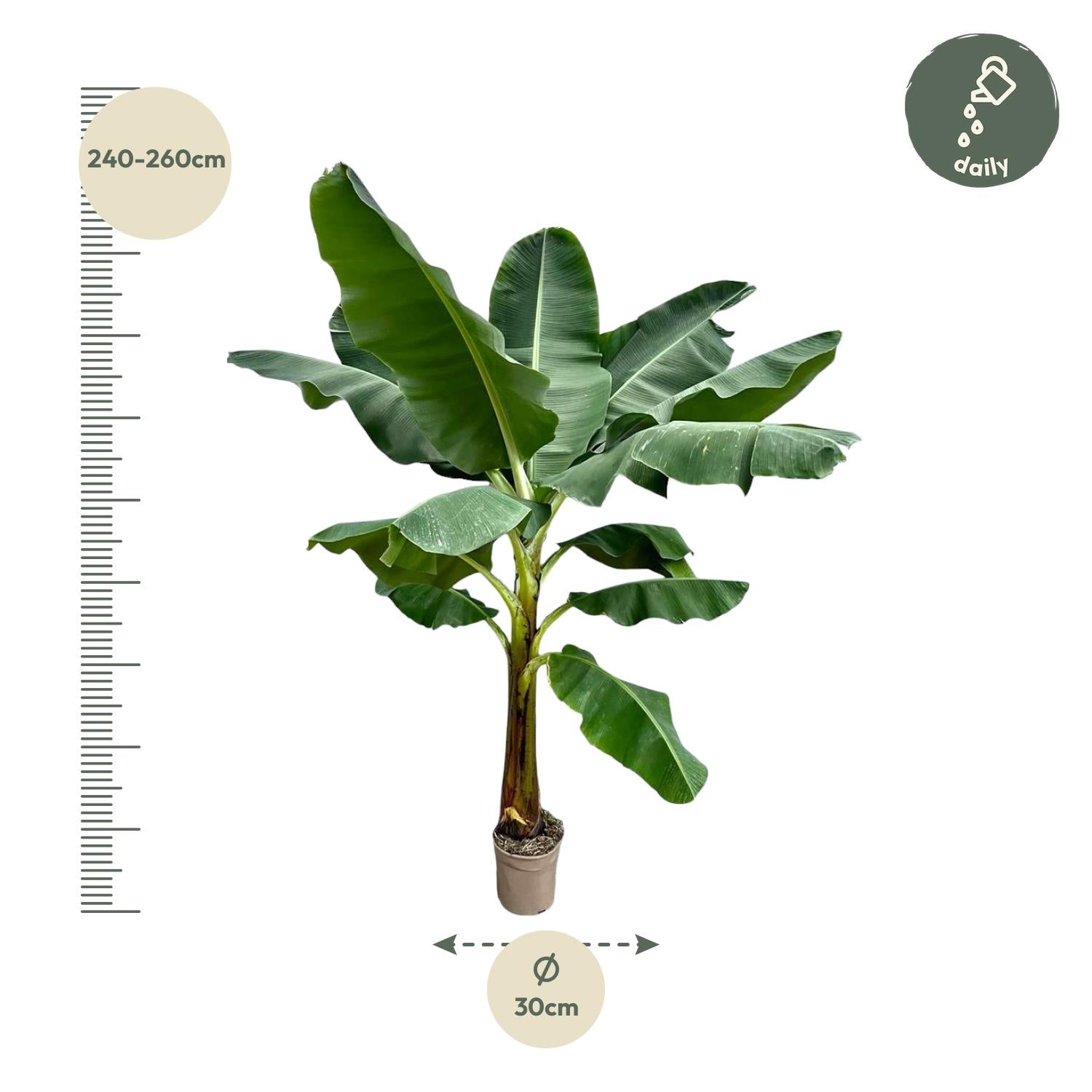 Musa (Bananenplant) Ø 30 H 250 cm 2