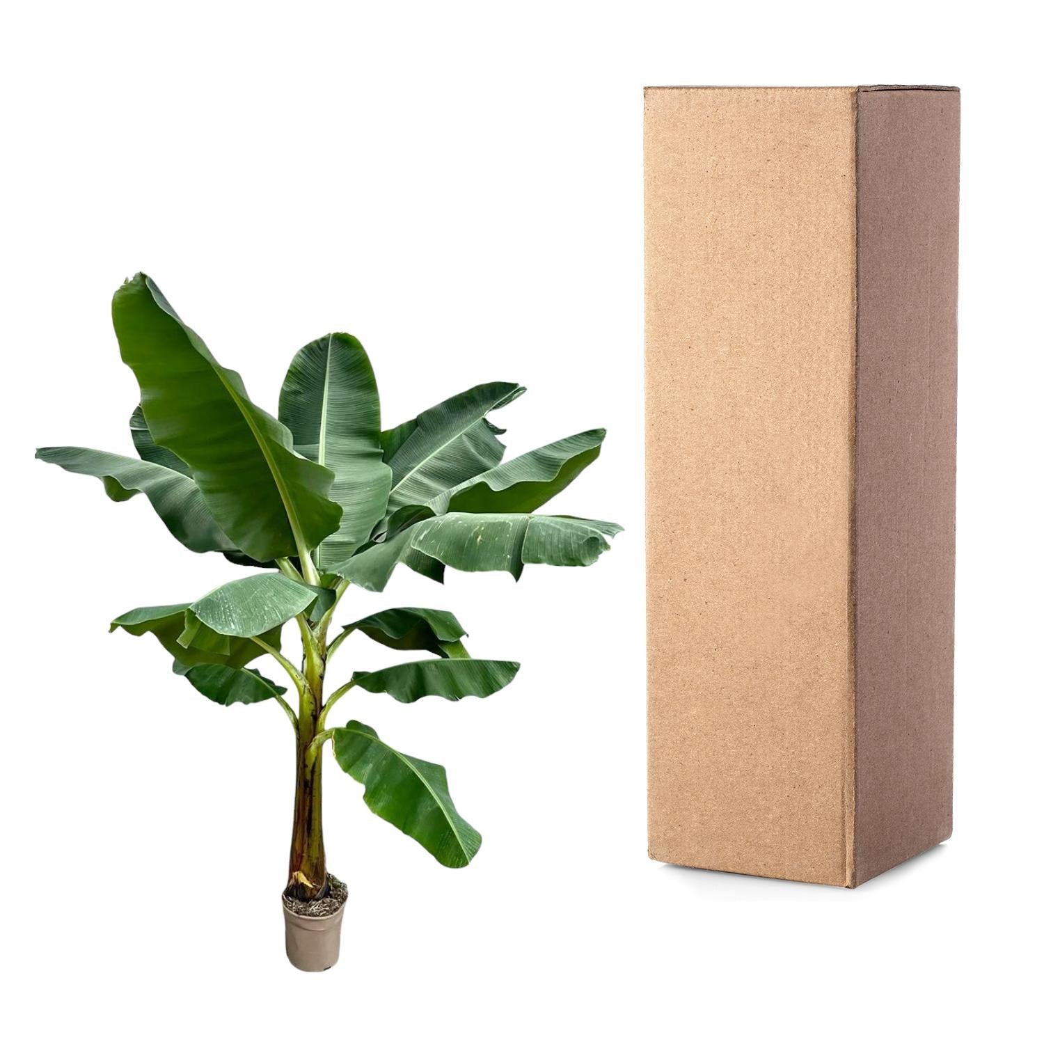 Musa (Bananenplant) Ø 30 H 250 cm 3