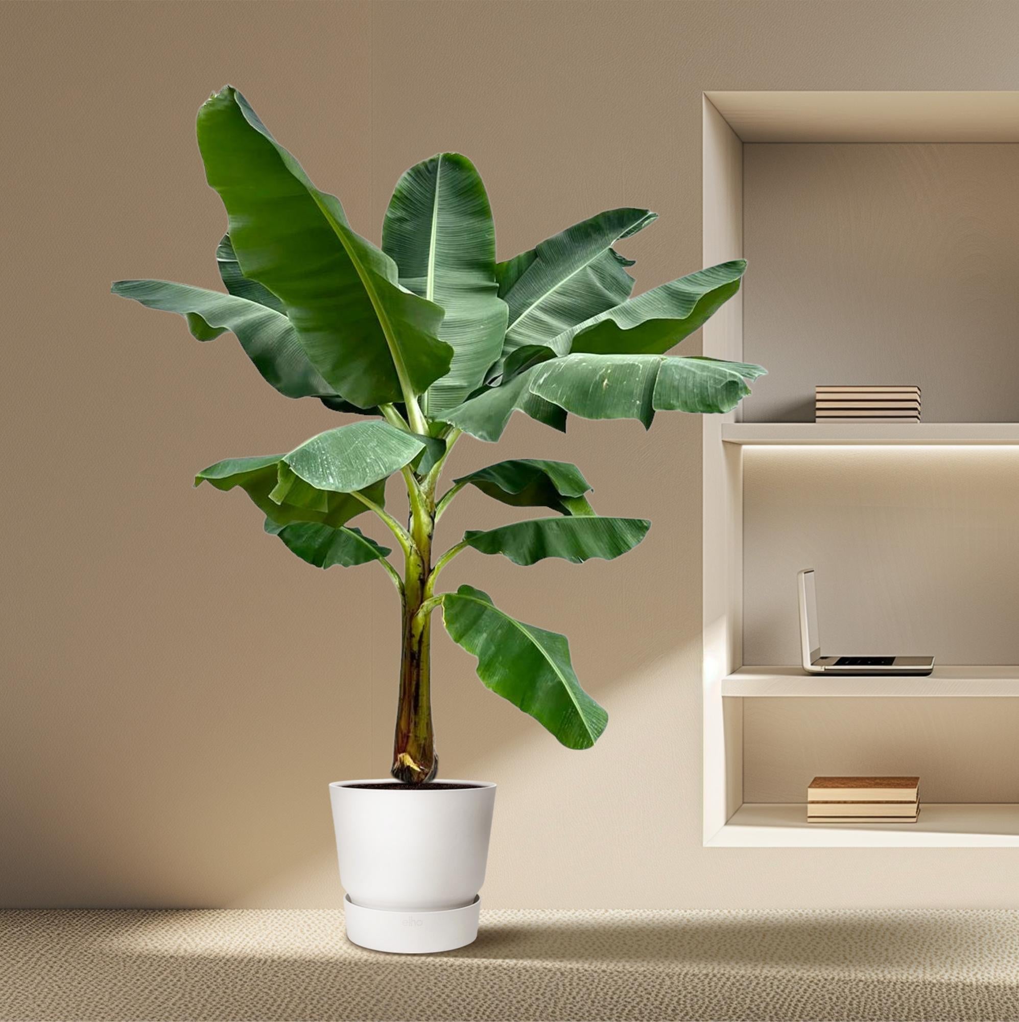 Musa (Bananenplant) Ø 30 H 250 cm 4