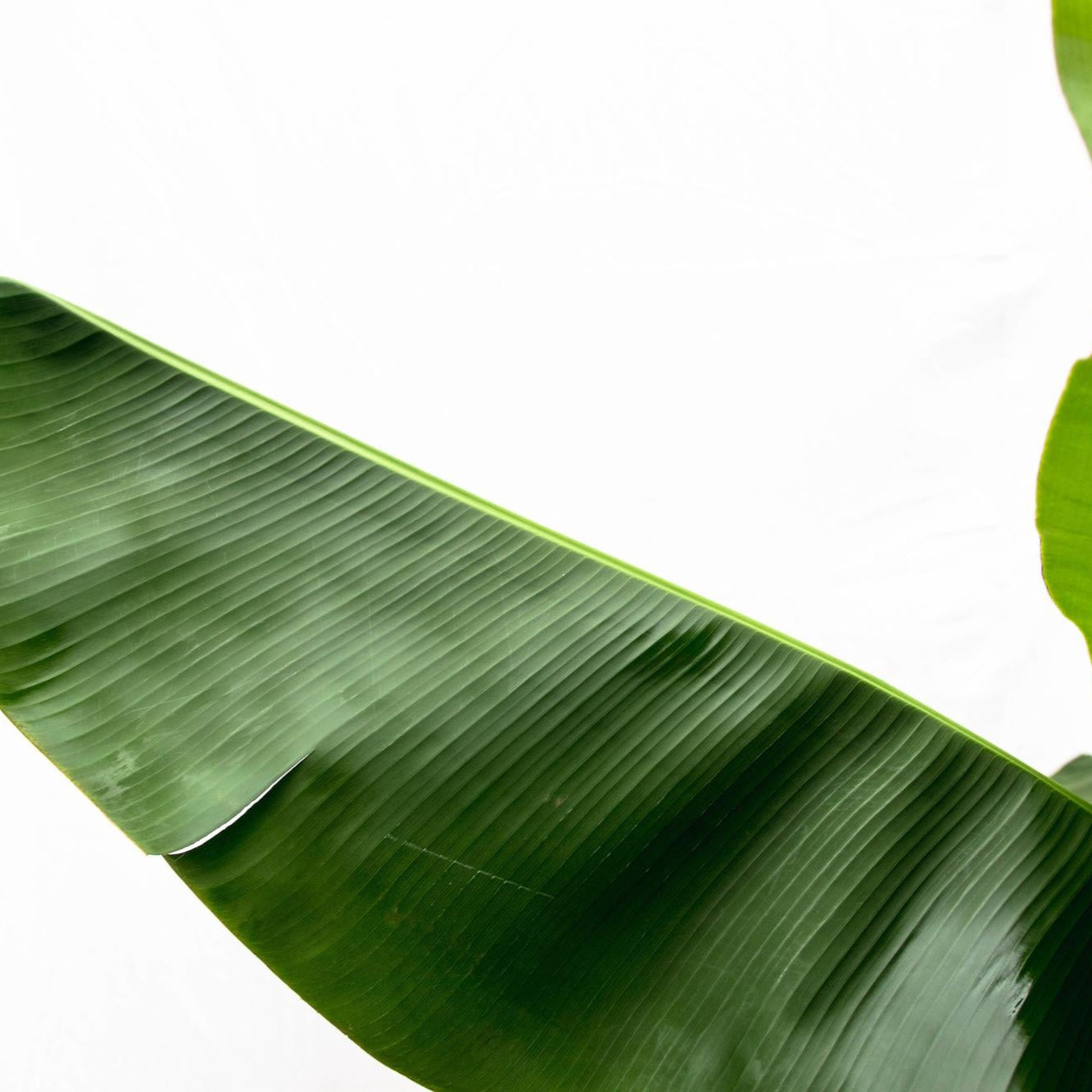 Musa (Bananenplant) Ø 35 H 180 cm 2