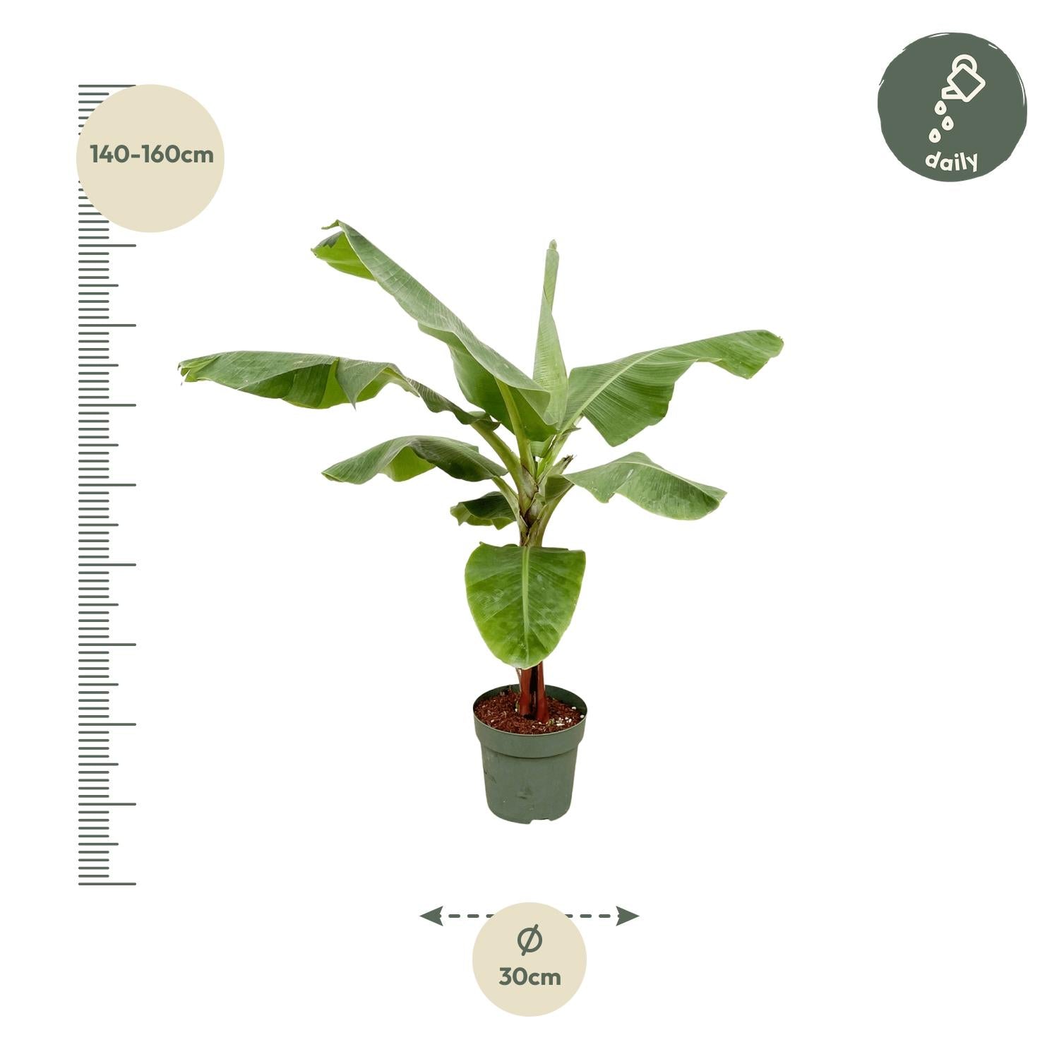 Musa (Bananenplant) Ø 35 H 180 cm 3