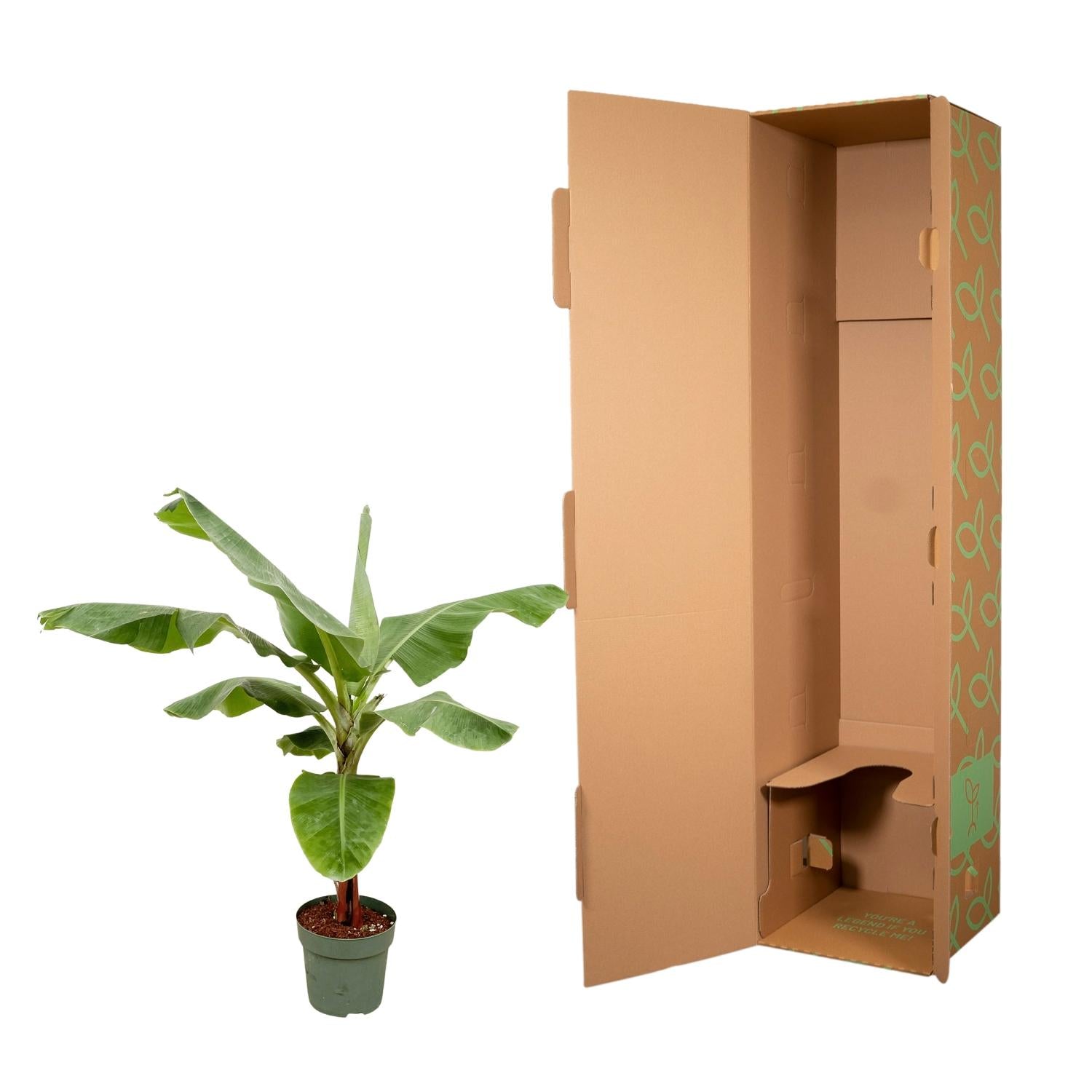 Musa (Bananenplant) Ø 35 H 180 cm 4