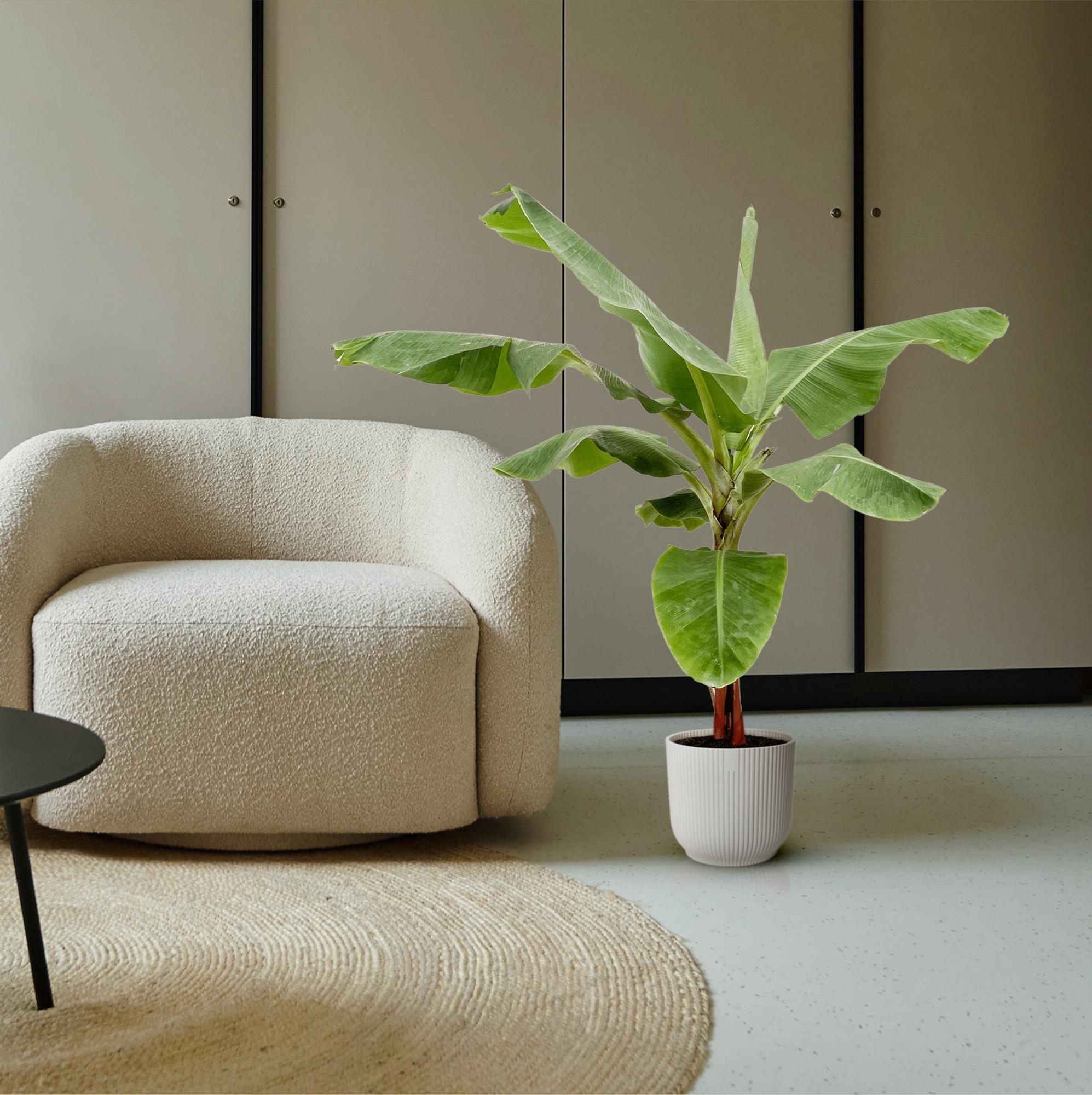 Musa (Bananenplant) Ø 35 H 180 cm 5