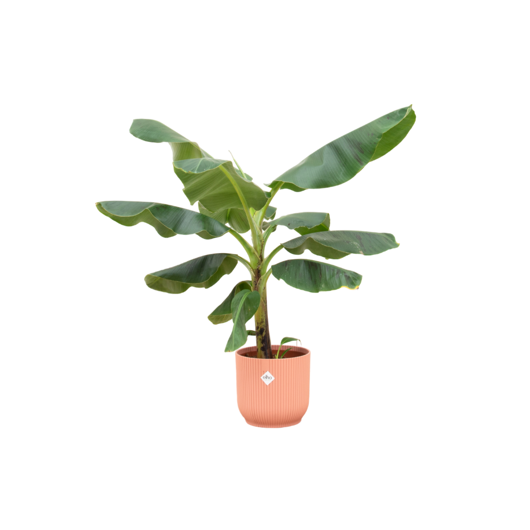 Musa (Bananenplant) Inclusief Elho Vibes Fold Round Roze Ø 22 H 100 cm