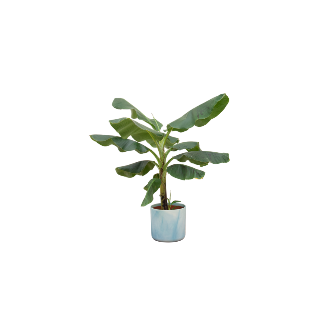 Musa (Bananenplant) Inclusief Ocean Round Atlantisch Blauw Ø 22 H 100 cm